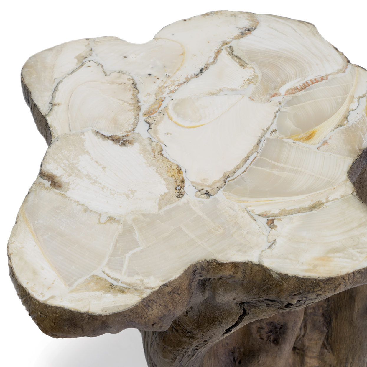 Chloe Fossilized Clam Stump Table