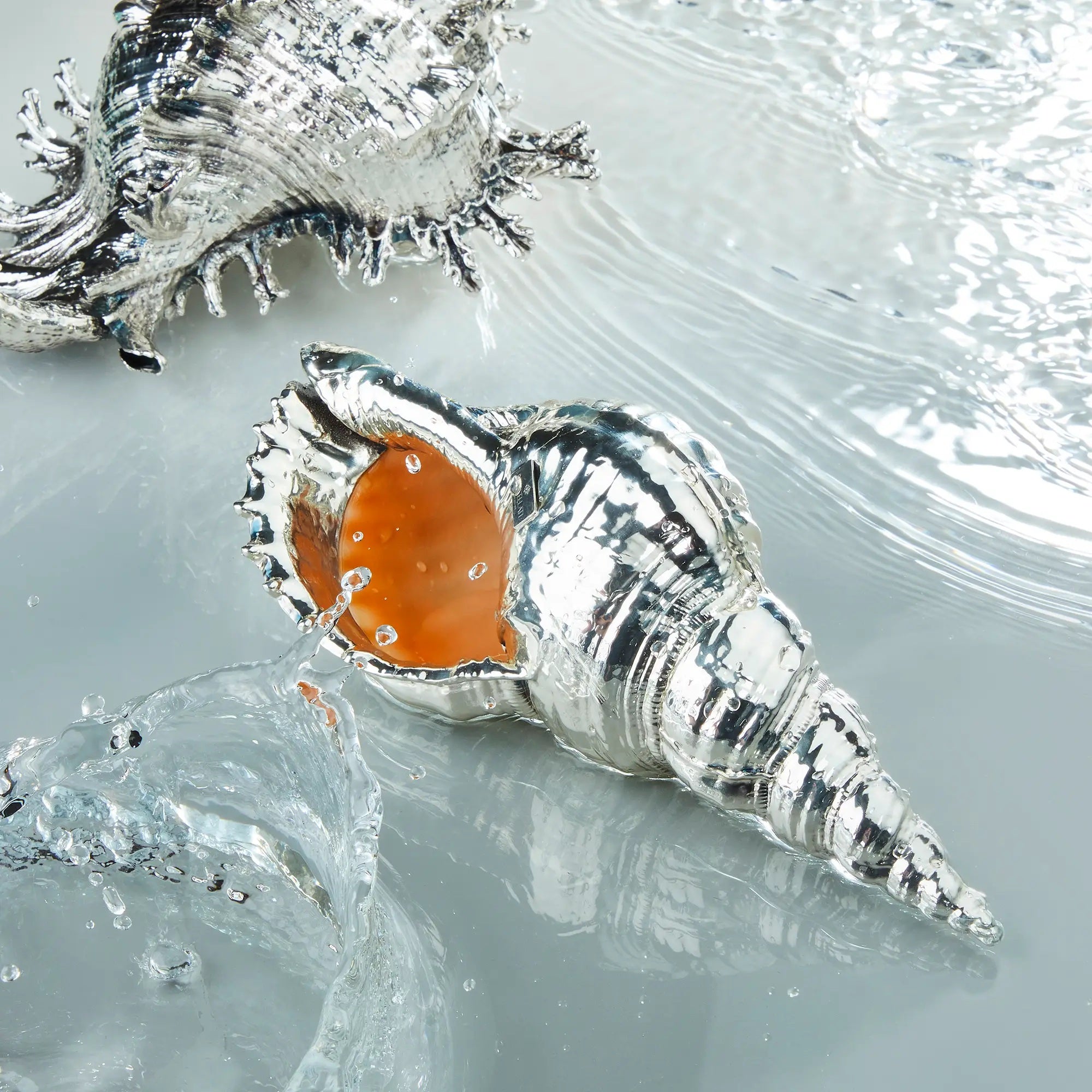 Charonia Tritonis Shell