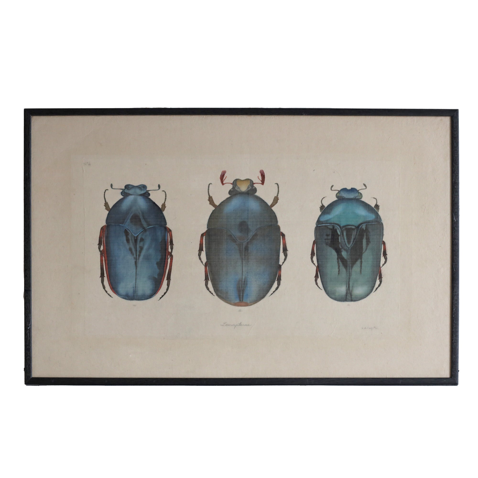 Blue Beetles - Watercolour by L. R. Laffitte