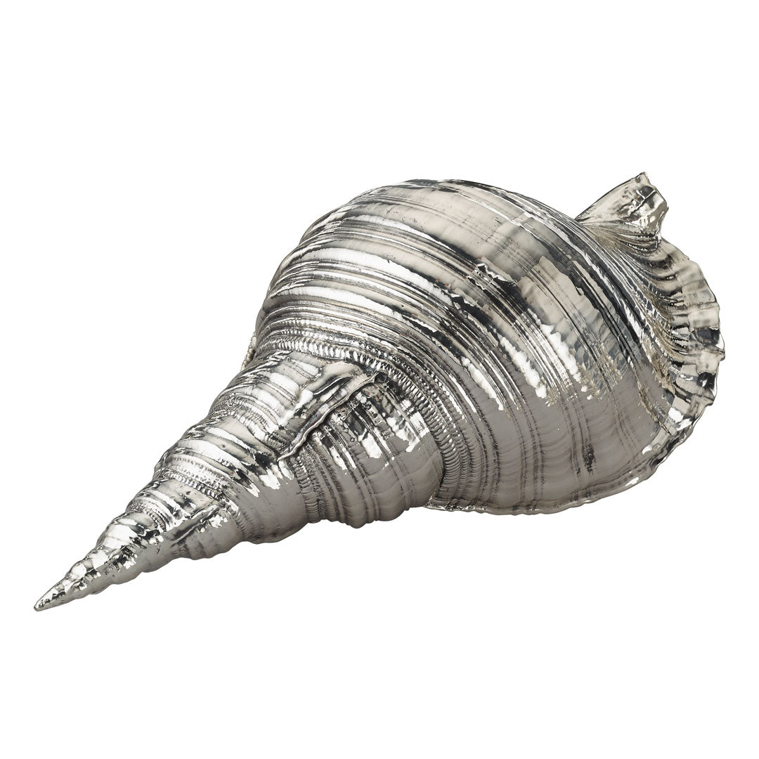 Charonia Shell
