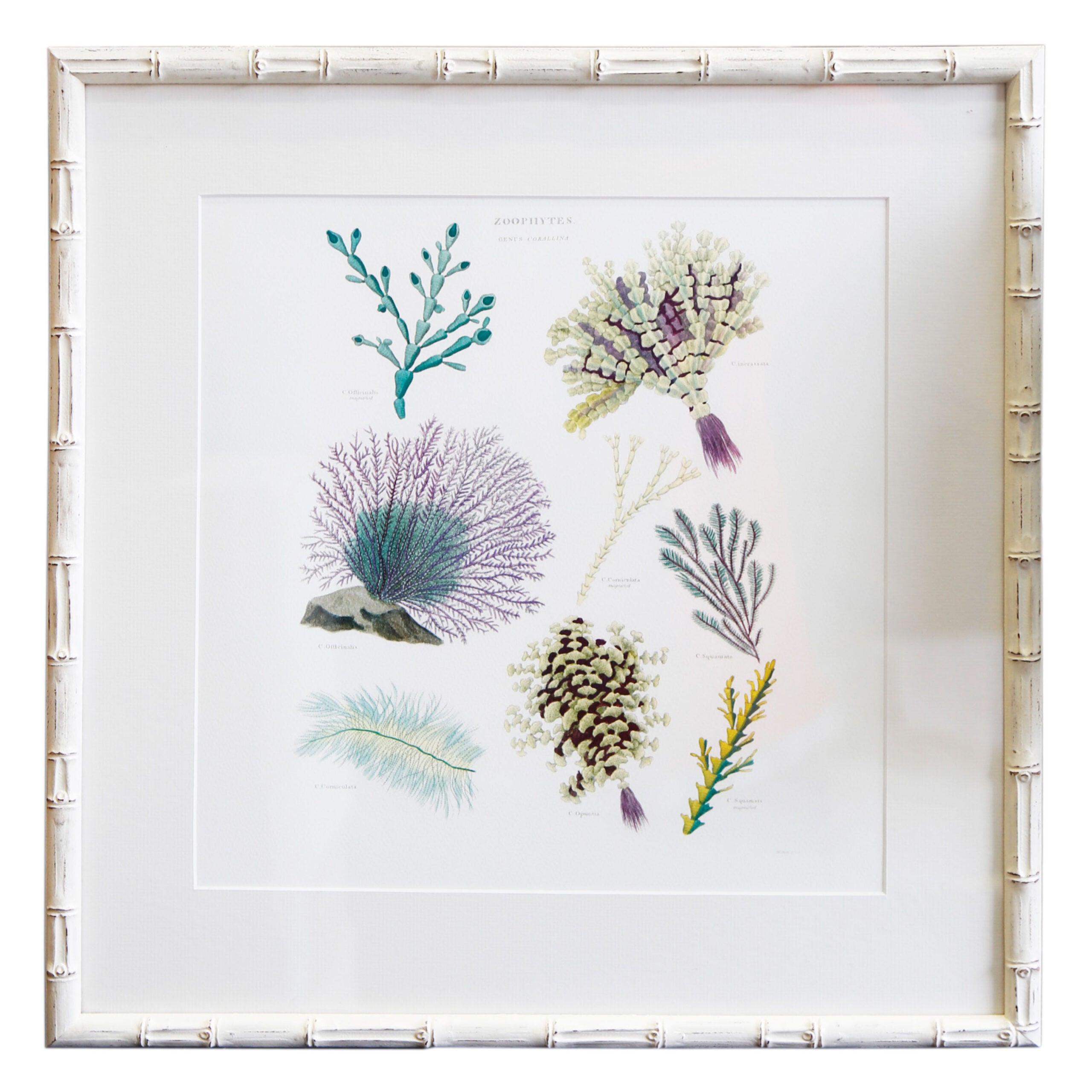 Coral Art II