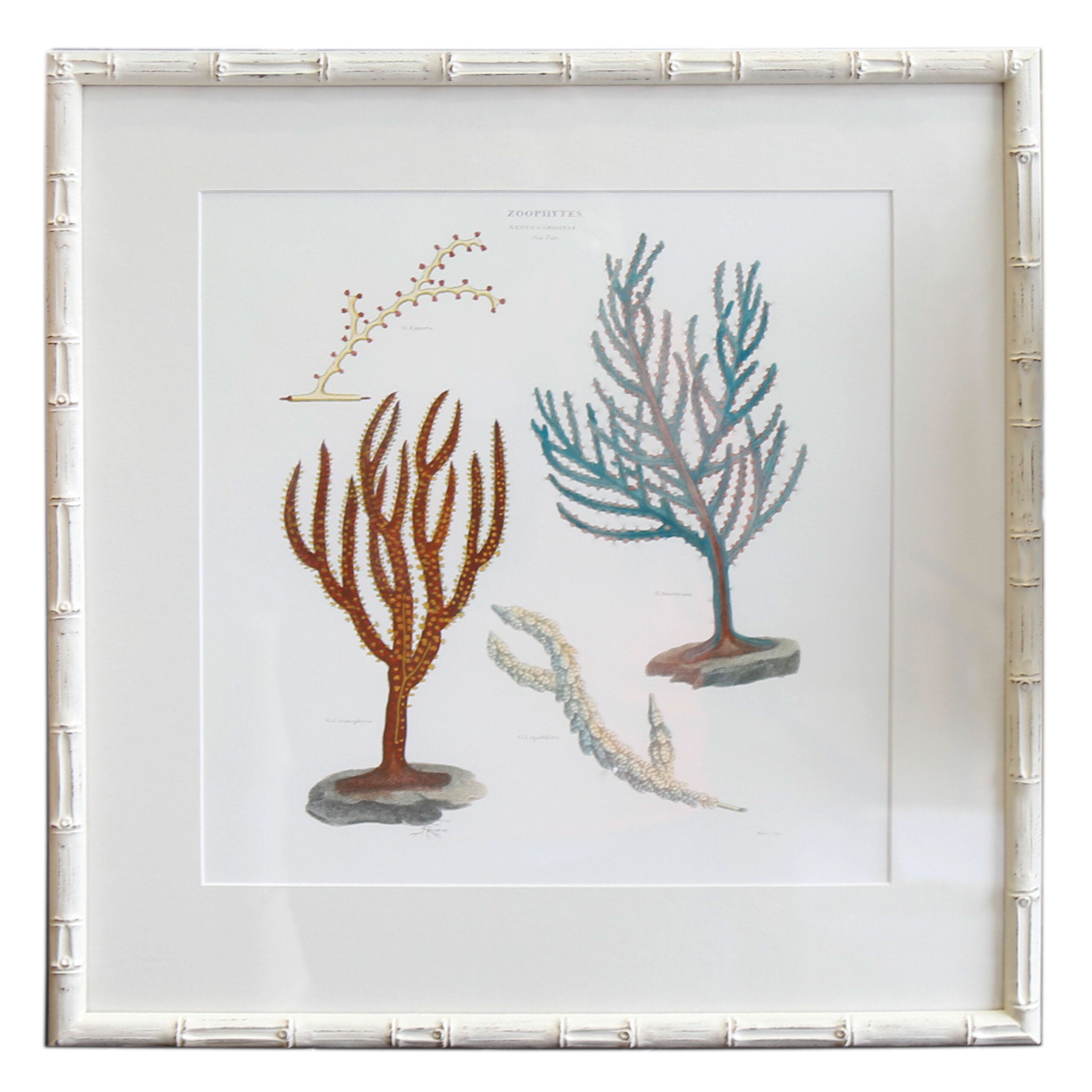 Coral Art IV