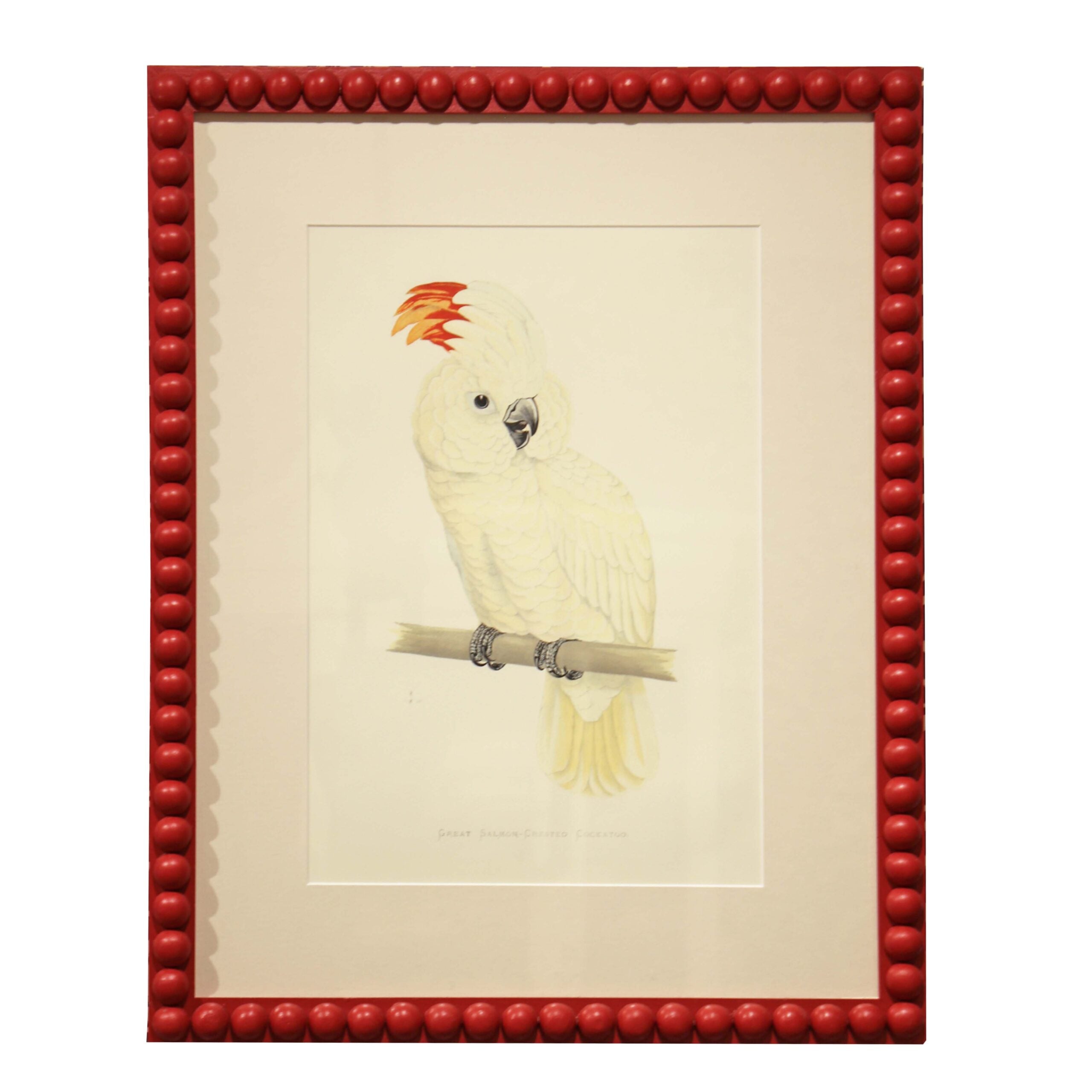 Great Salmon Crested Cockatoo - Red Frame