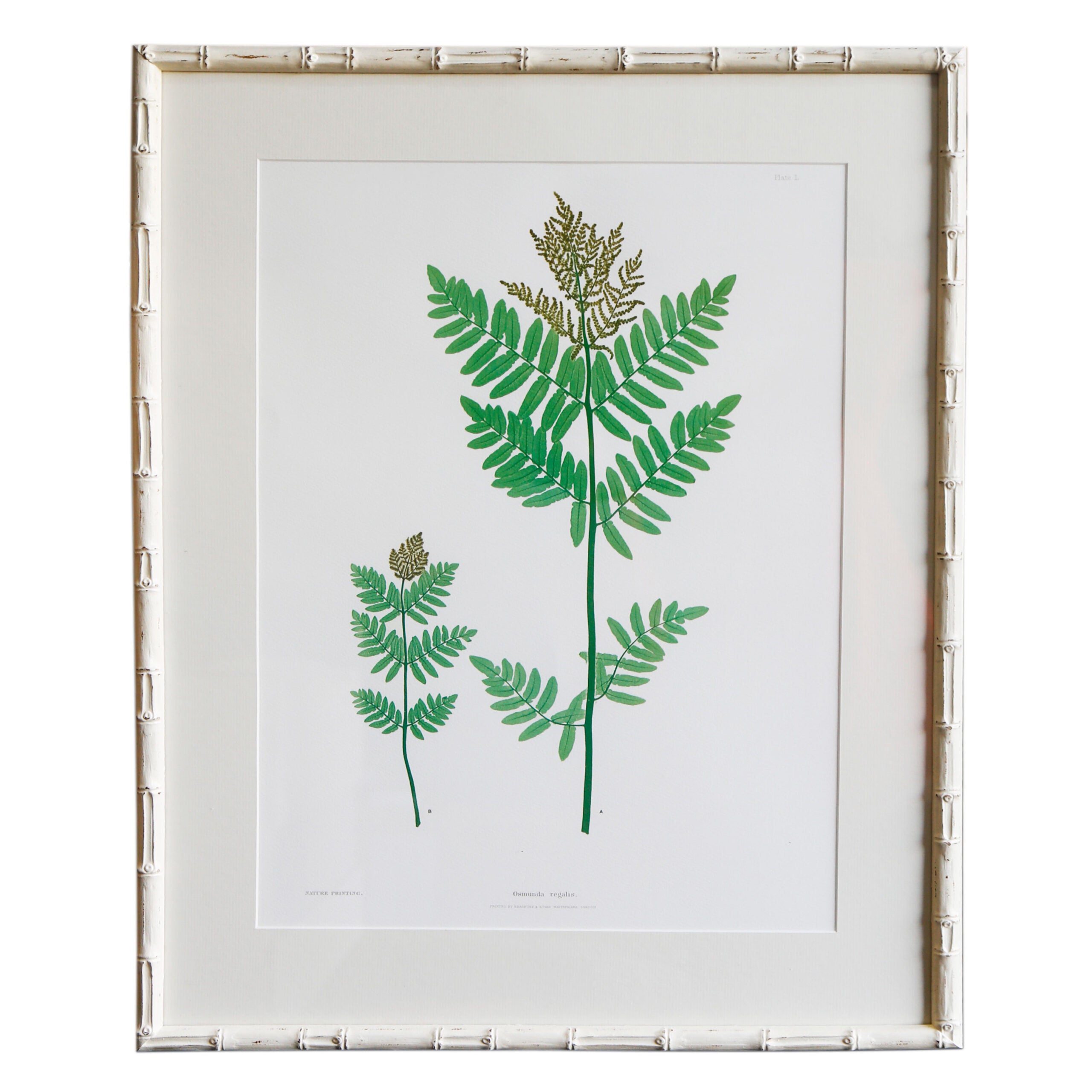 Plant Artwork L - Original (Copy)
