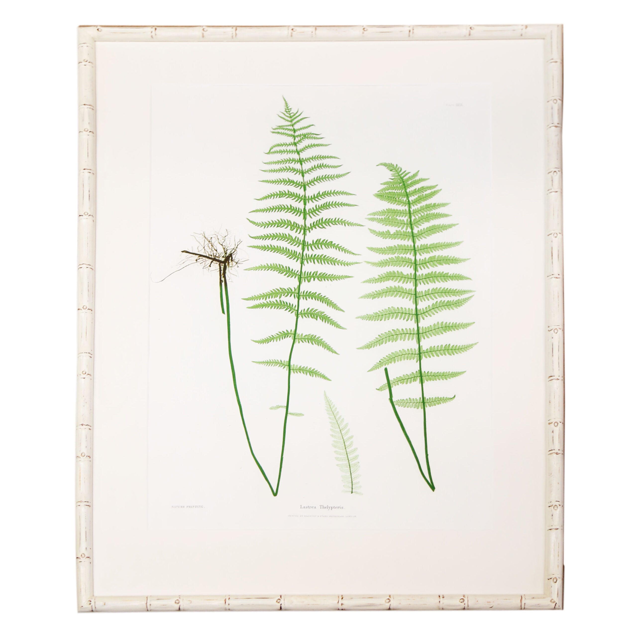 Plant-XXIX-White-Bamboo-Frame