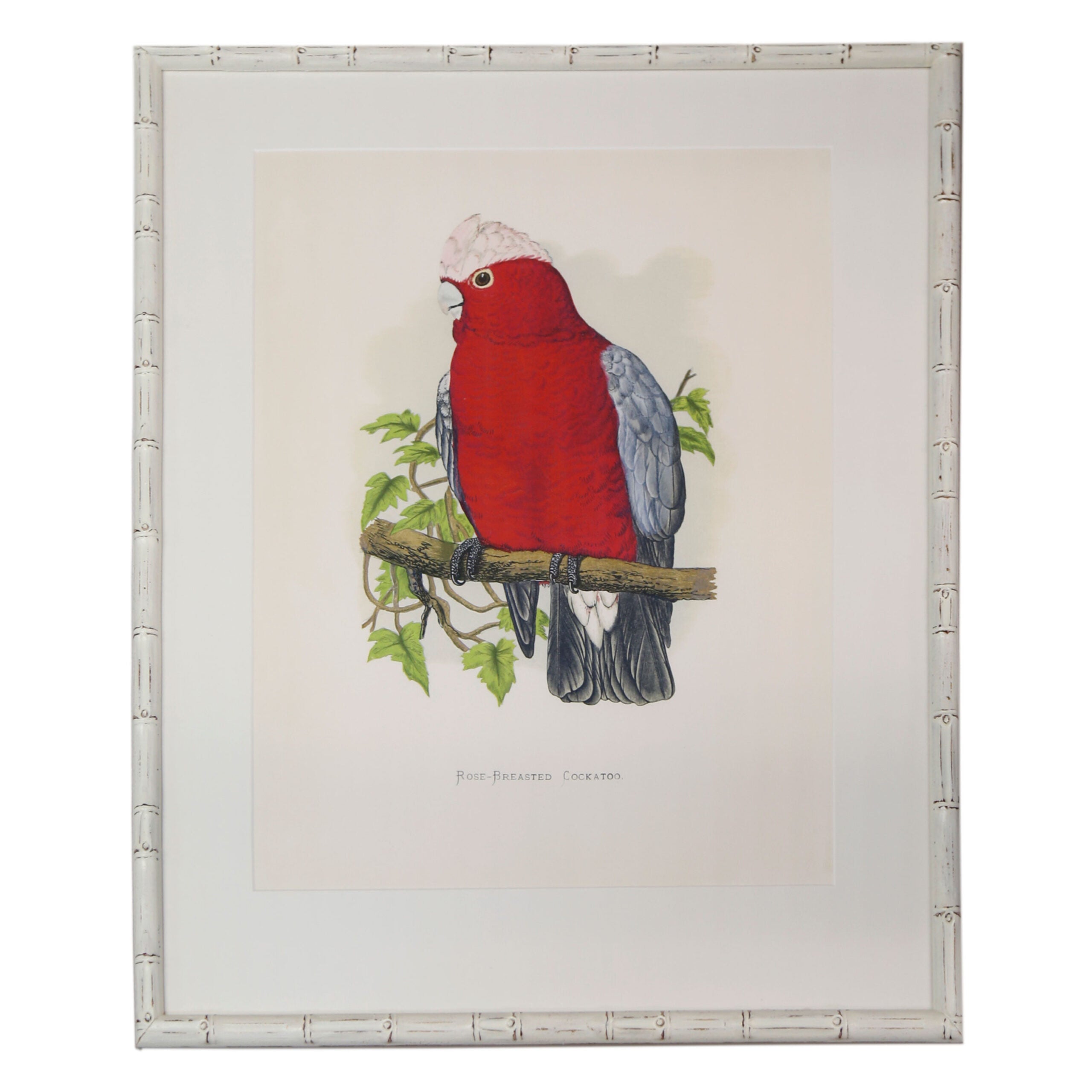 Rose-Breasted-Cockatoo-White-Bamboo-Frame