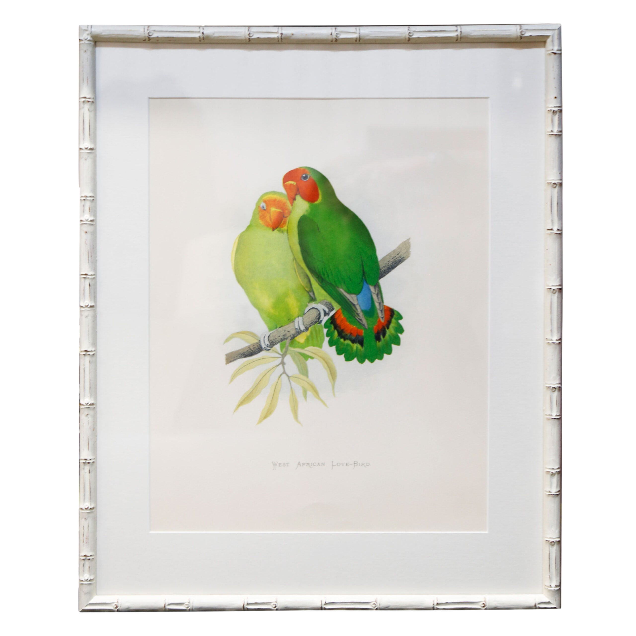West African Lovebirds Artwork
