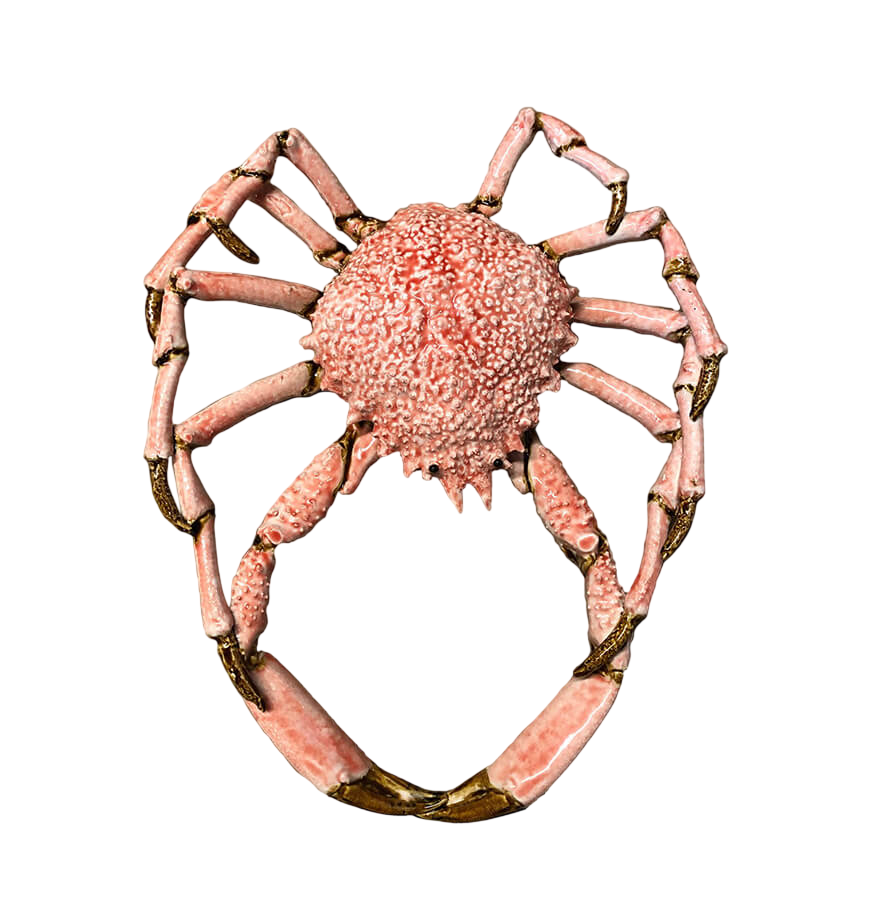 Crustacian – Spider Crab Cut