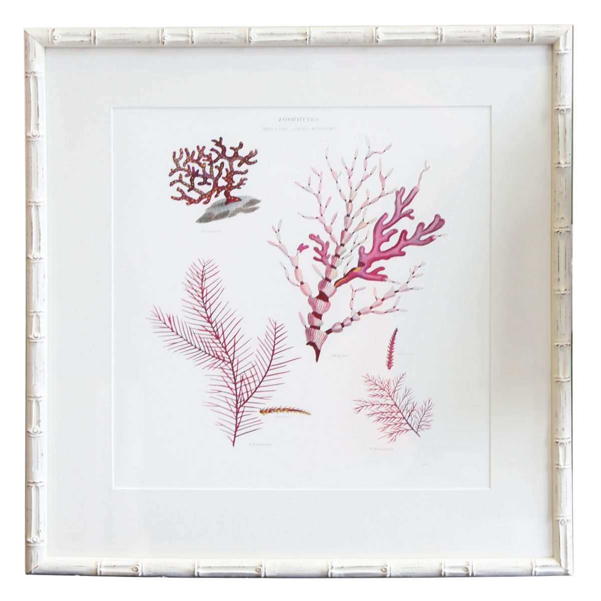 Coral-3-White-Bamboo-Frame-1200×1200