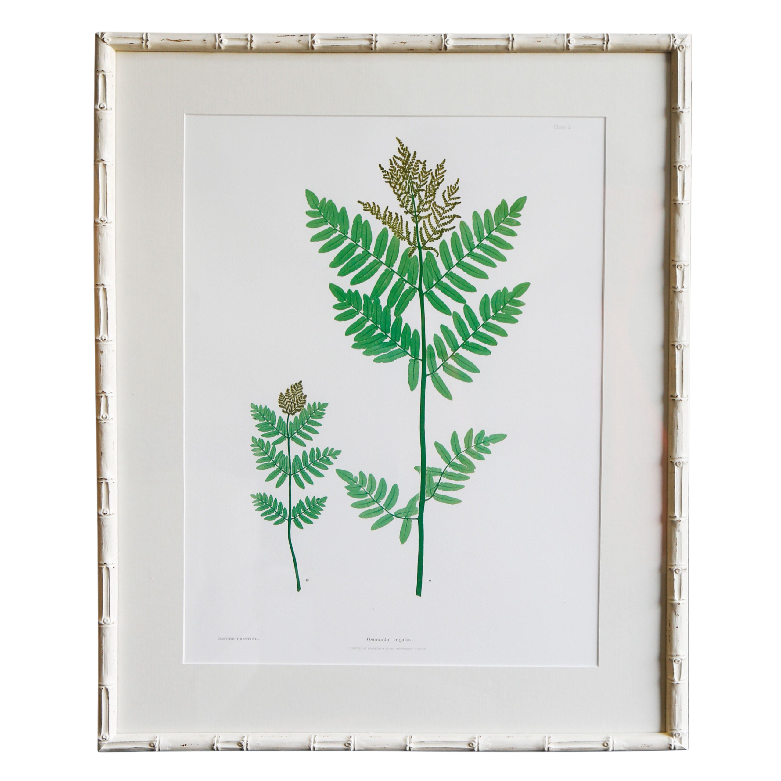 Plant Artwork L - Original (Copy)