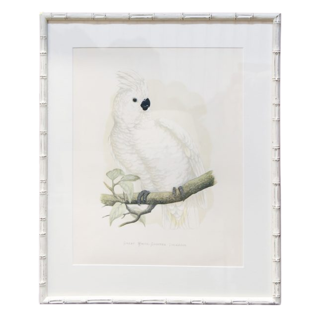 Great-White-Crested-Cockatoo-White-Bamboo-Frame-640×640