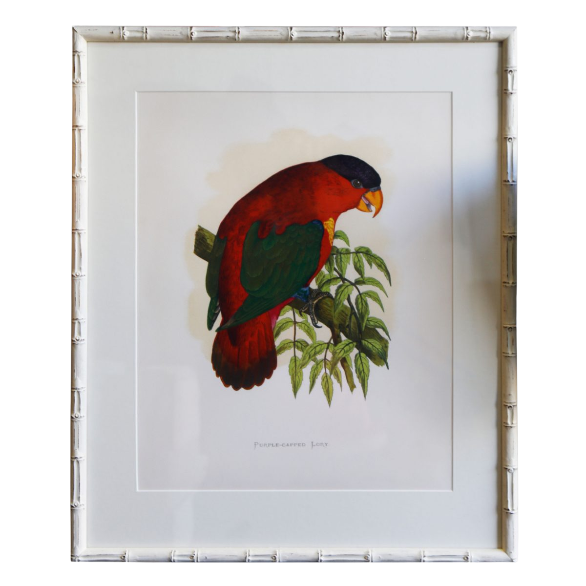 Purple-Capped-Lory-White-Bamboo-Frame-1200×1200