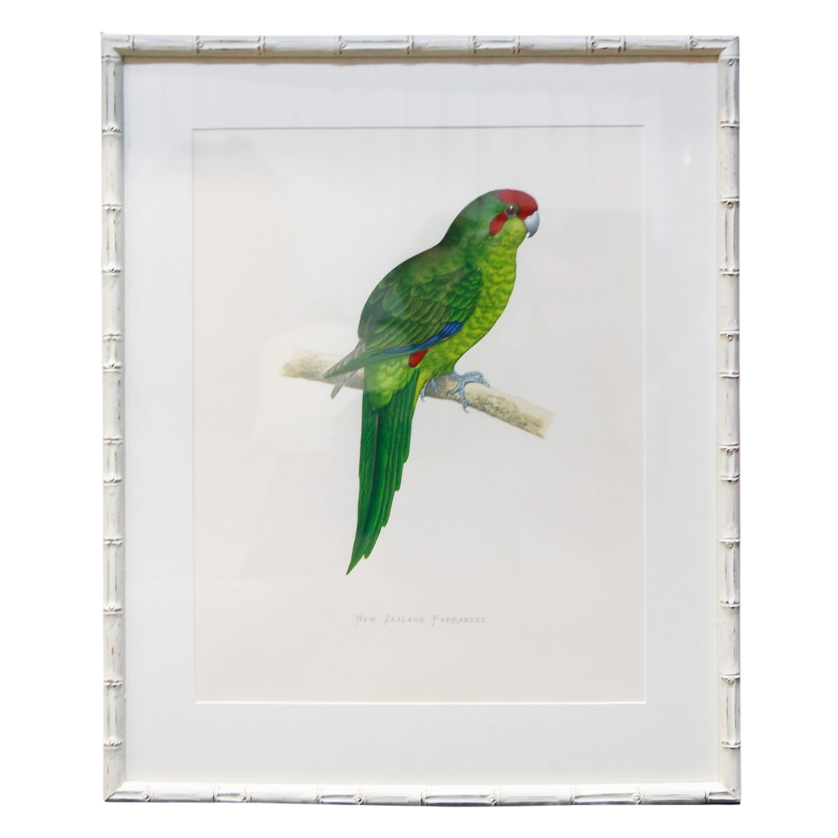 New-Zealand-Parakeet-White-Bamboo-Frame-1200×1200
