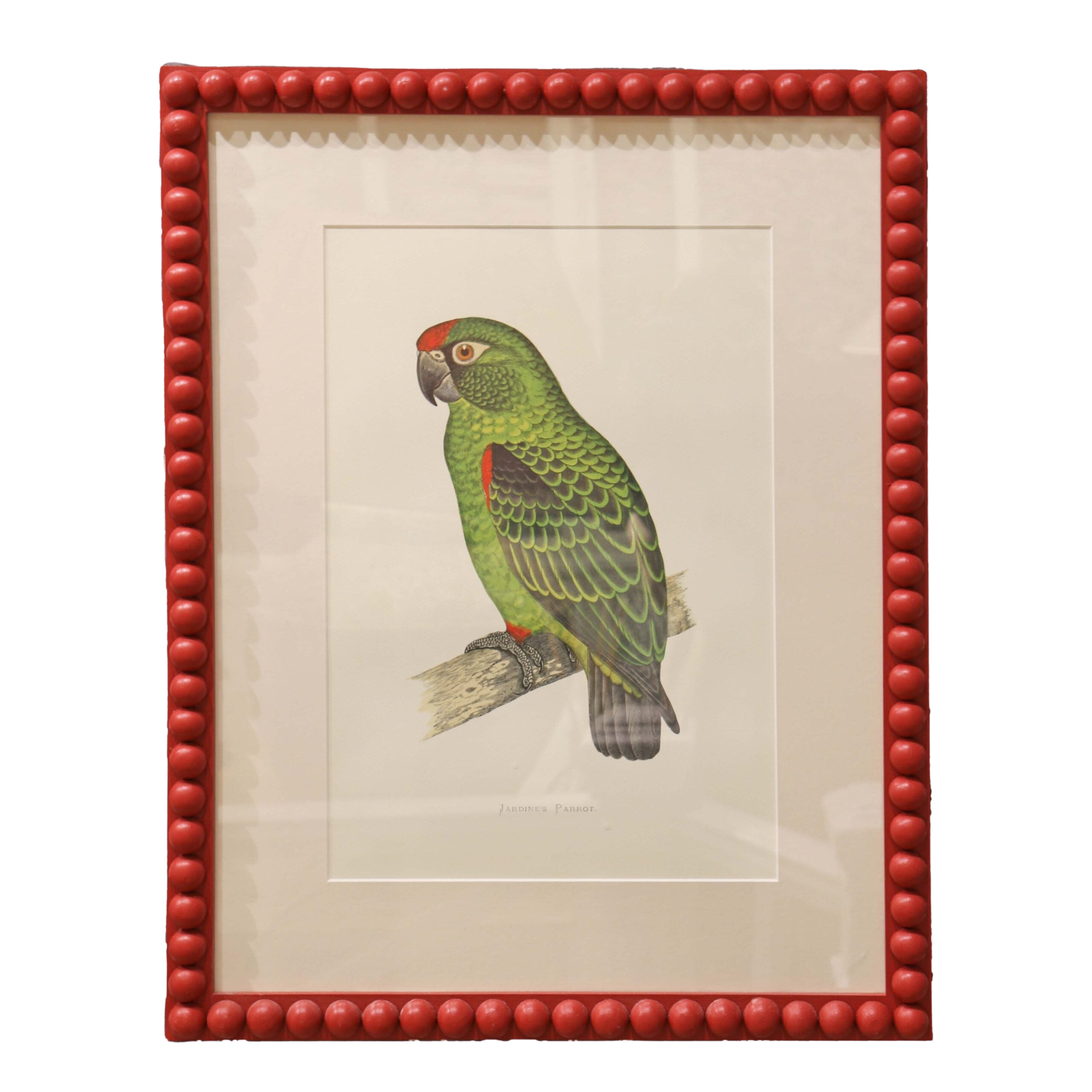Jardine's Parrot - Red Frame