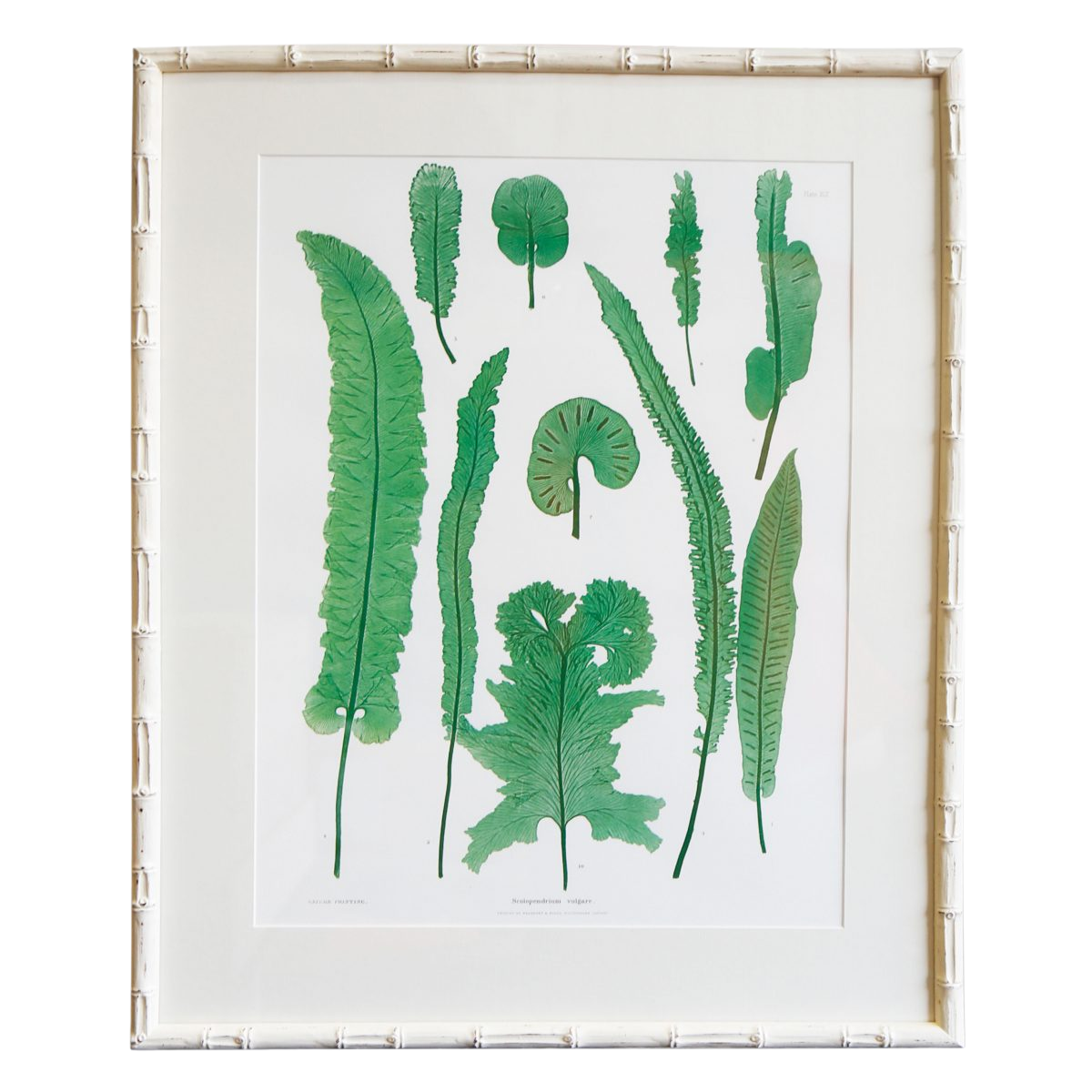 Plant-XLII-White-Bamboo-Frame-1200×1200