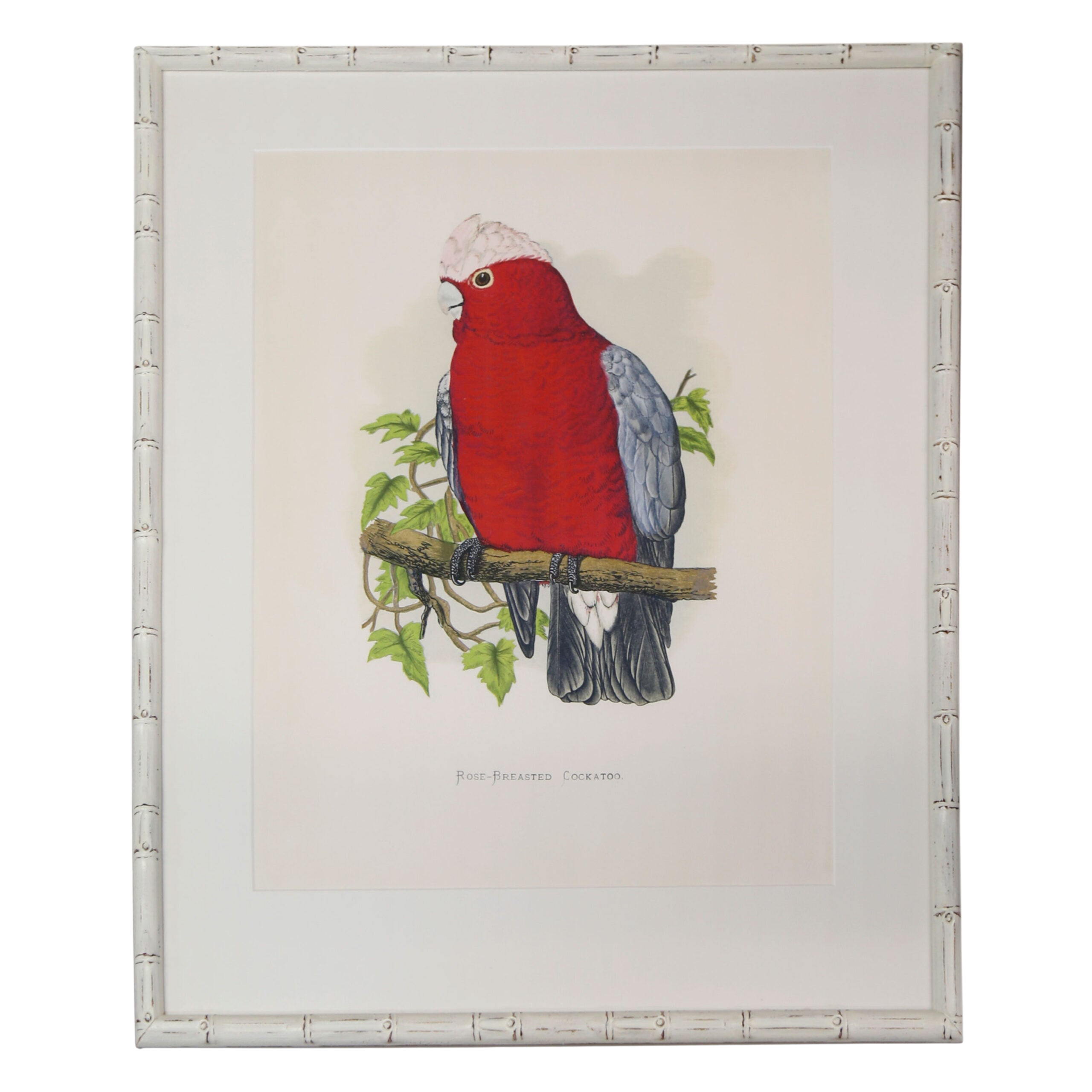Rose-Breasted-Cockatoo-White-Bamboo-Frame