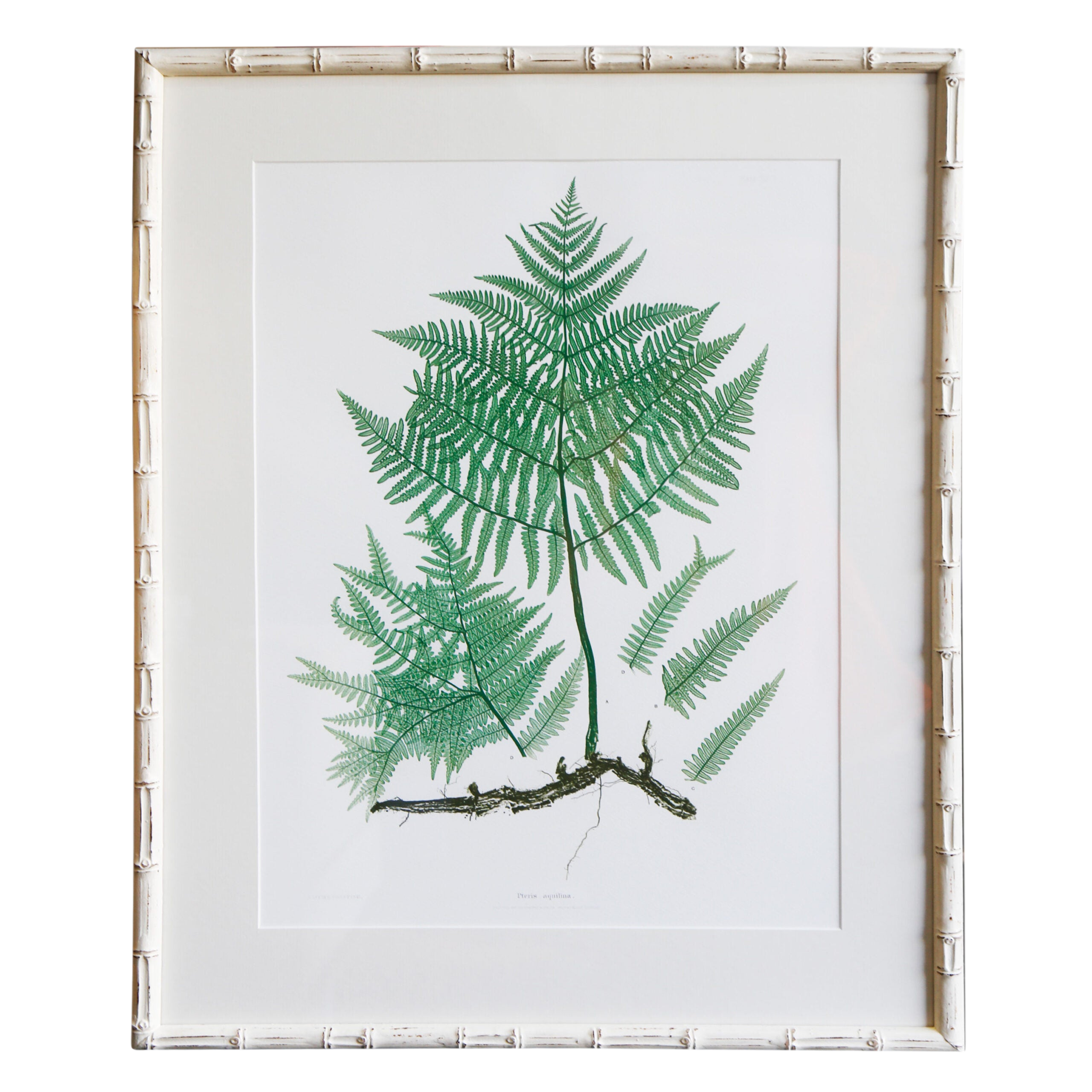 Plant-XLIV-White-Bamboo-Frame