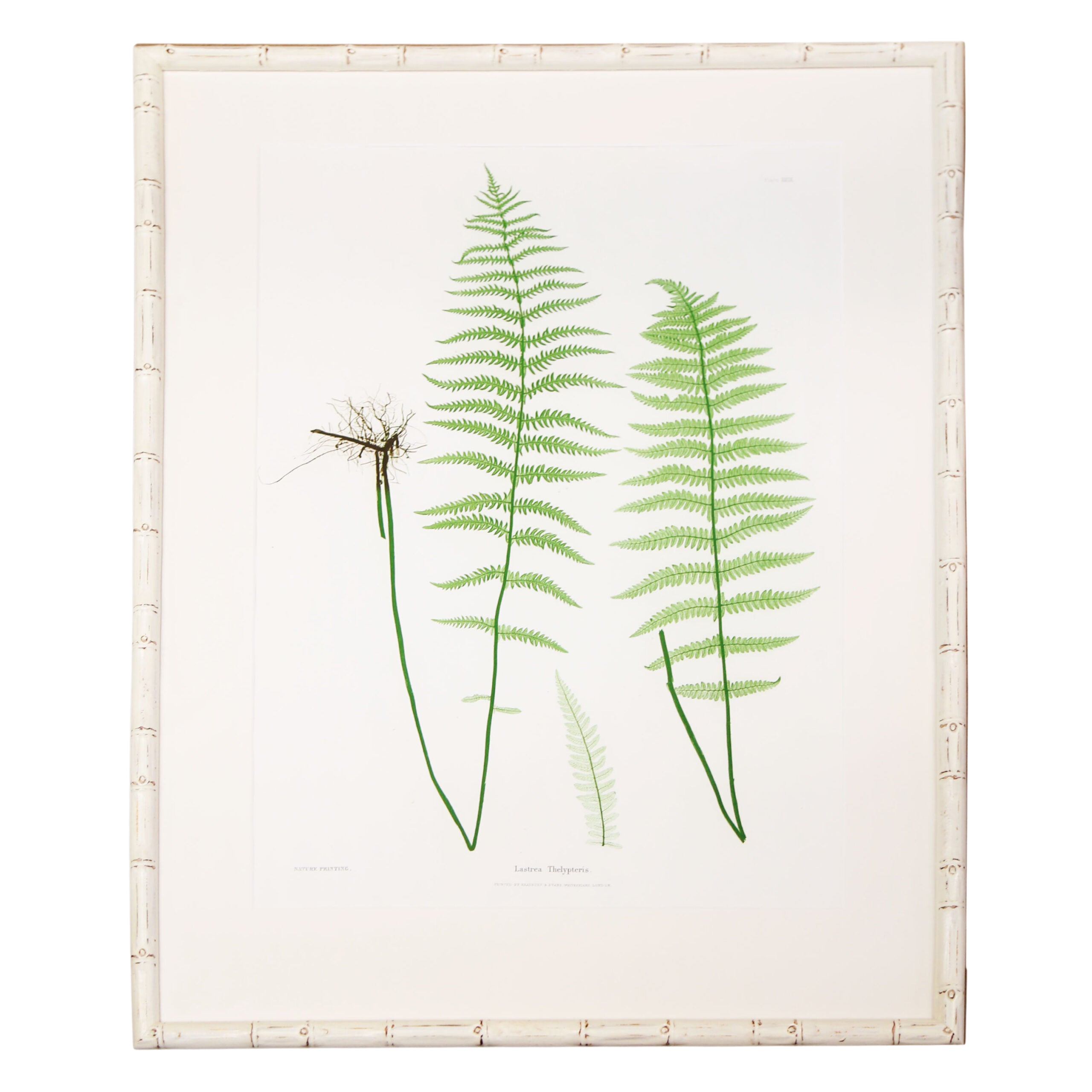 Plant-XXIX-White-Bamboo-Frame