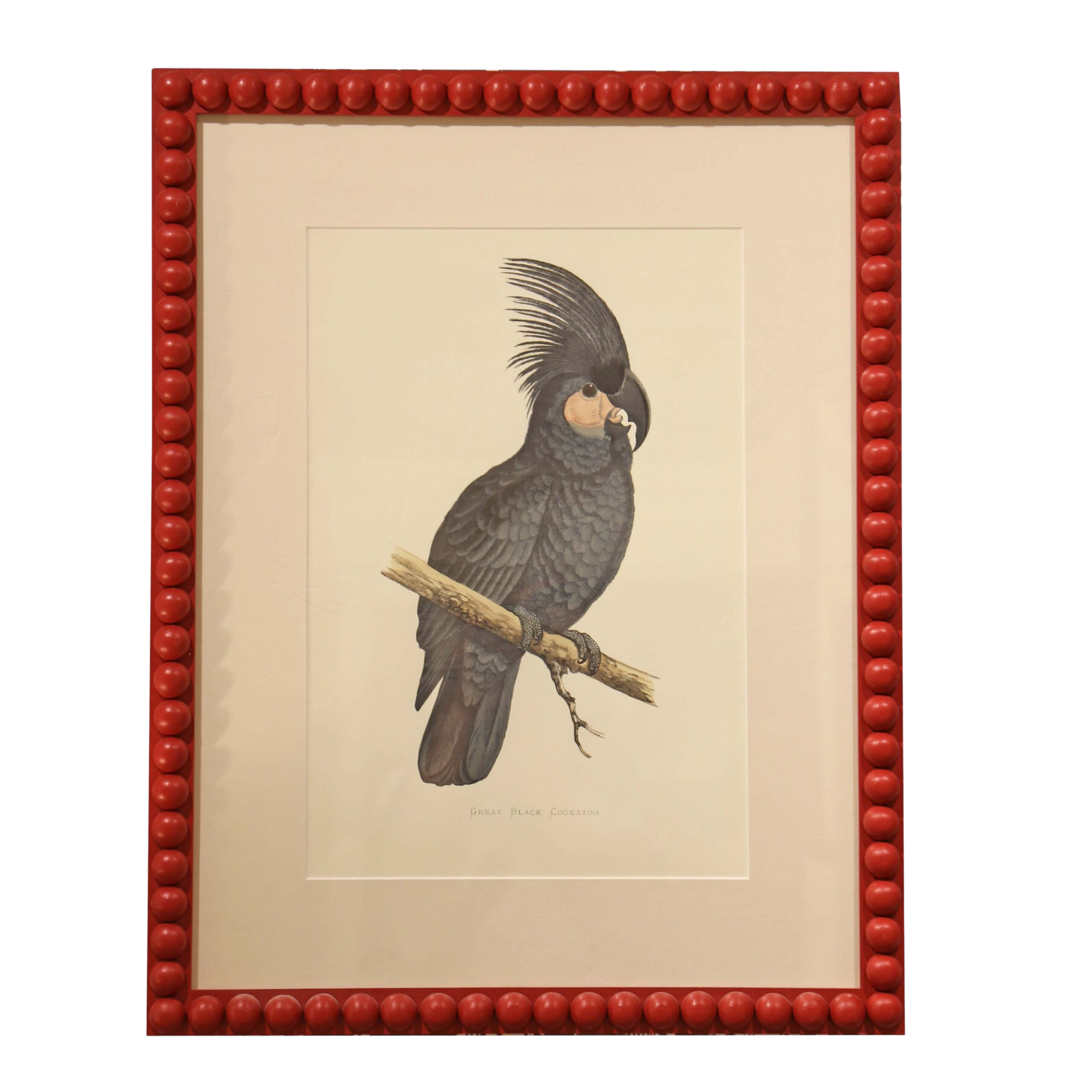 Great Black Cockatoo - Red Frame