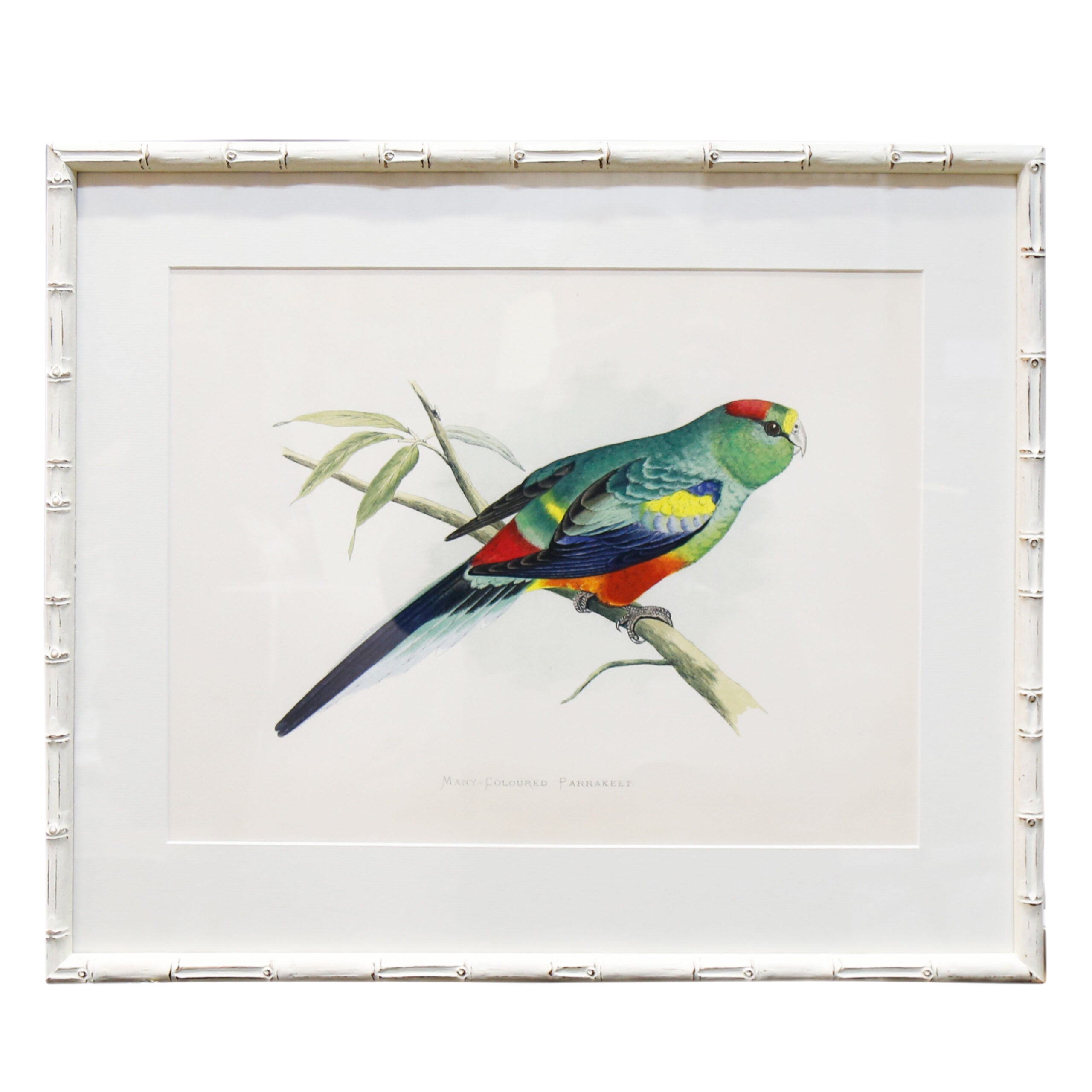 Many-Coloured Parakeet Artwork
