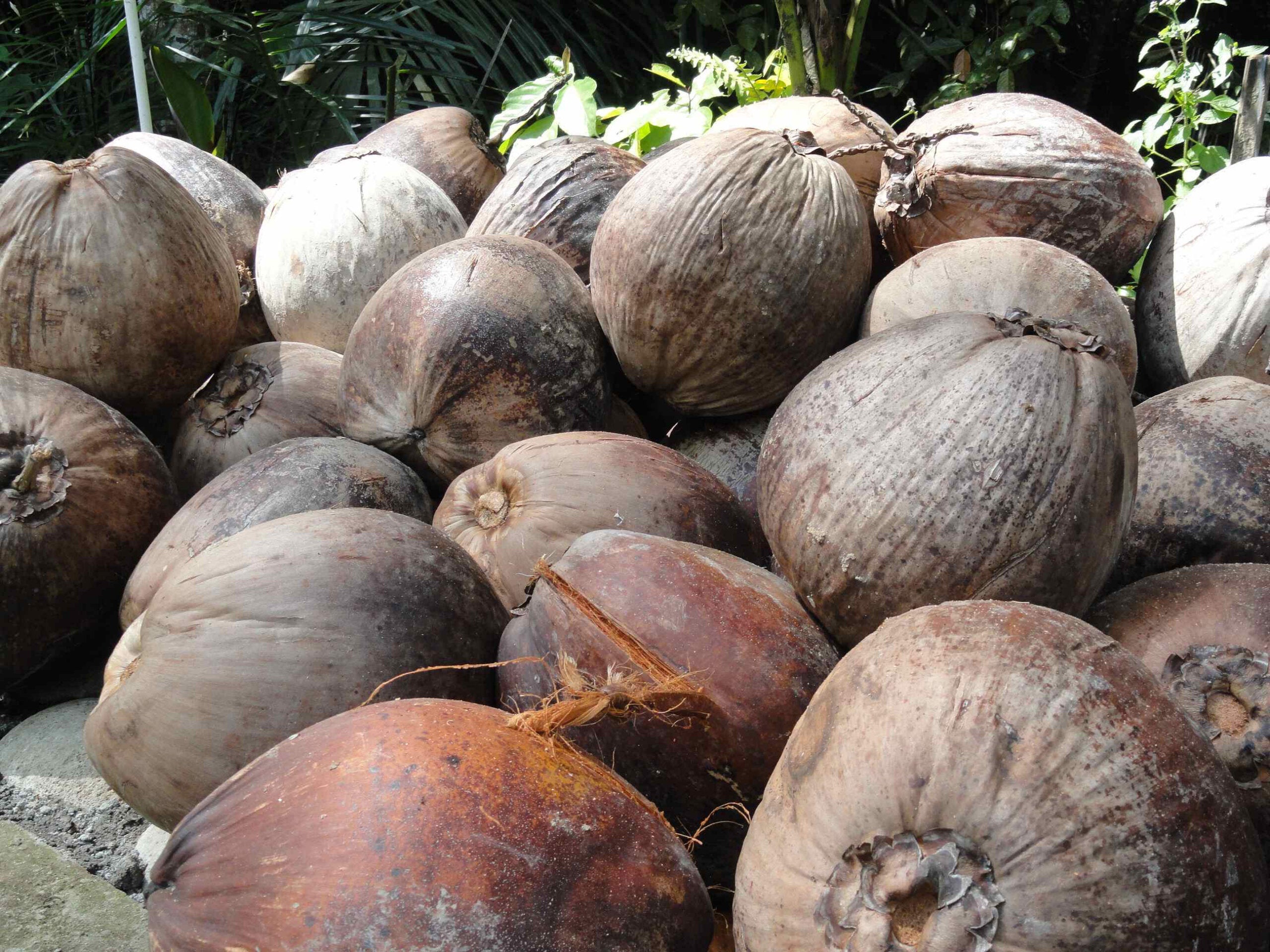 Coconut Shell