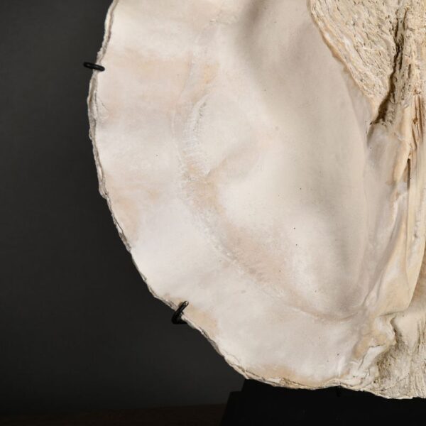 Clam Table Lamp