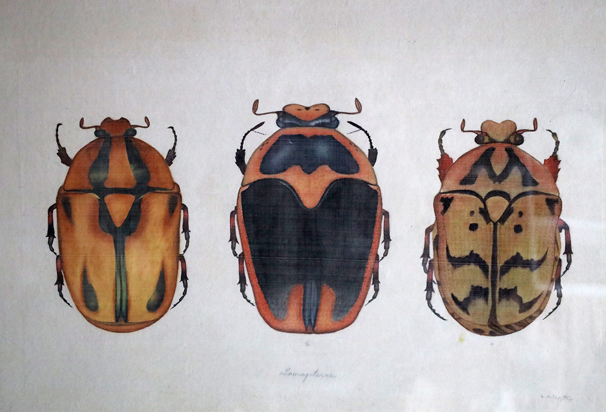 Orange Beetles - Watercolour by L. R. Laffitte