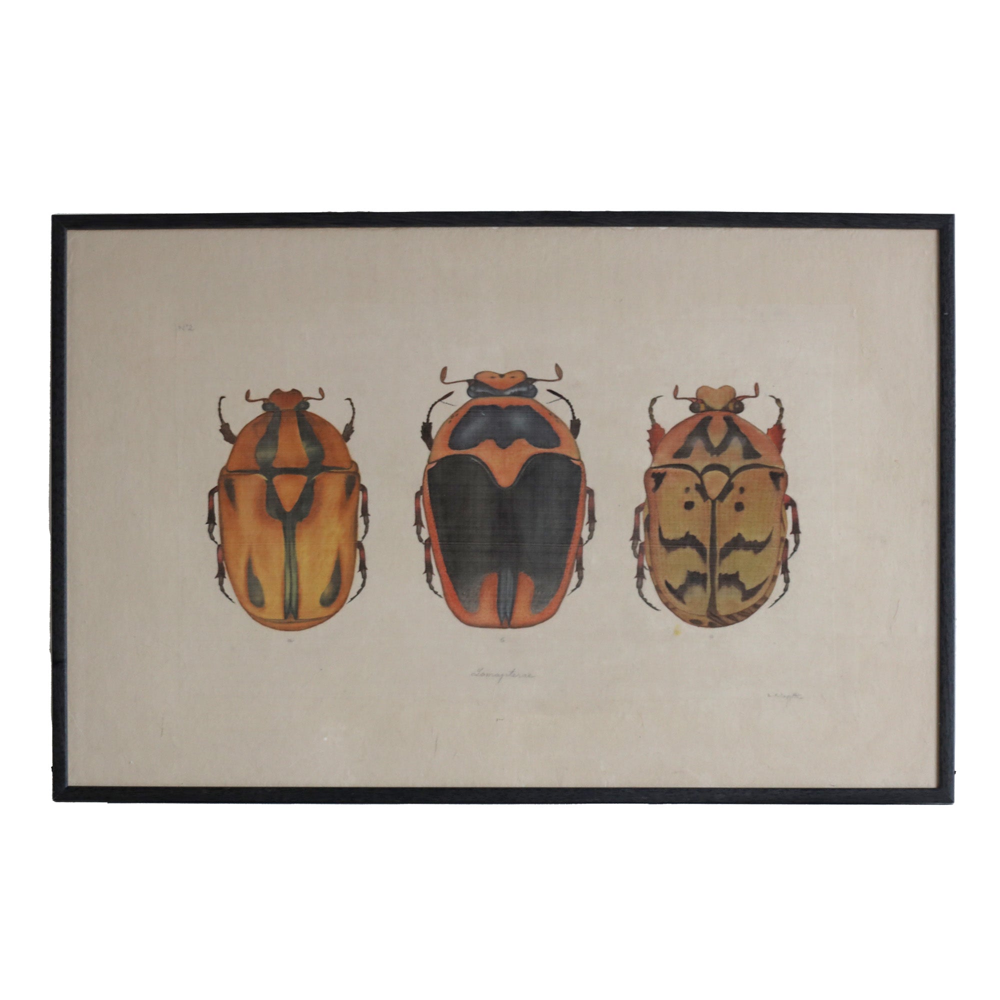 Orange Beetles - Watercolour by L. R. Laffitte
