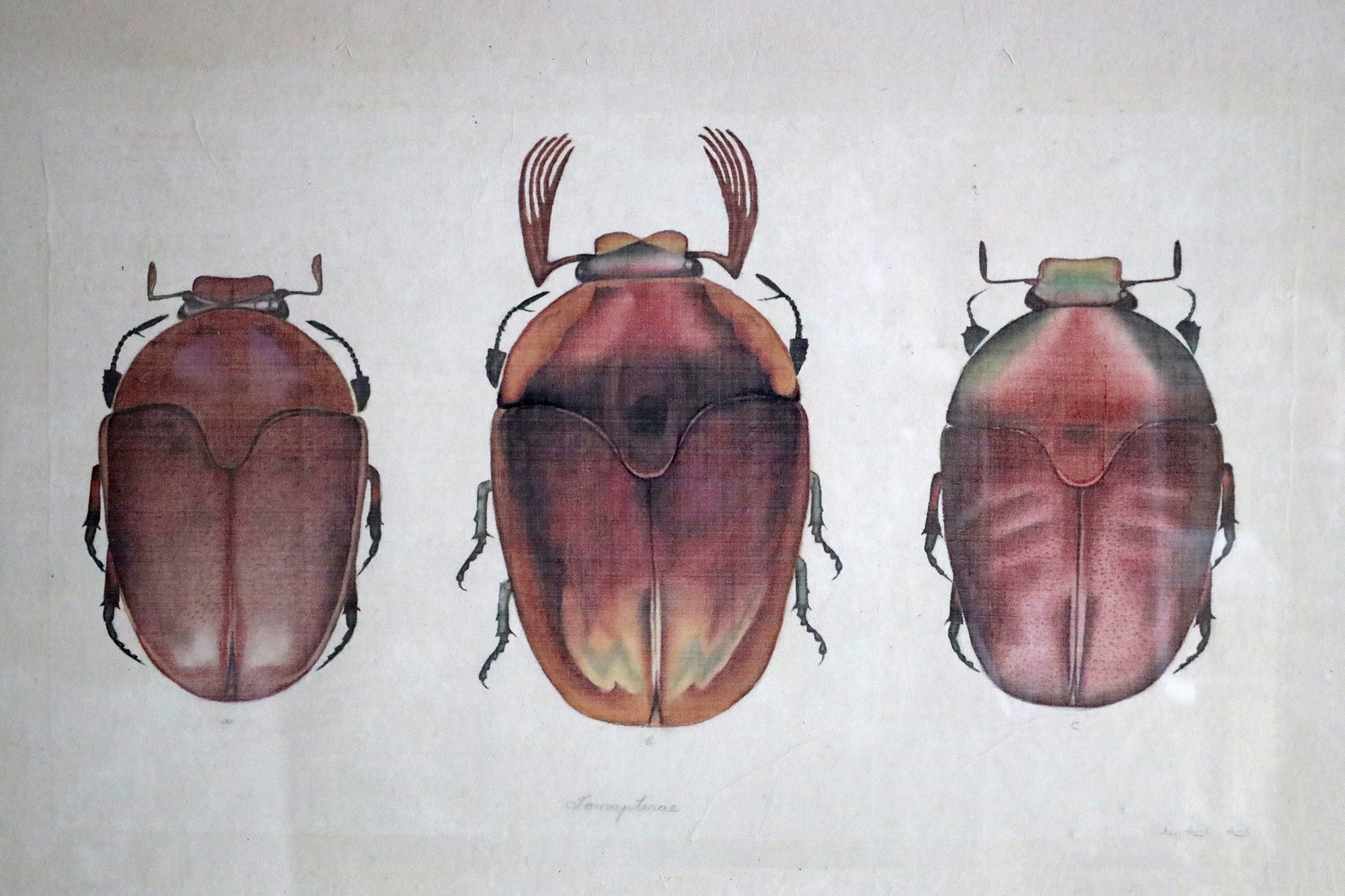Red Beetles - Watercolour by L. R. Laffitte