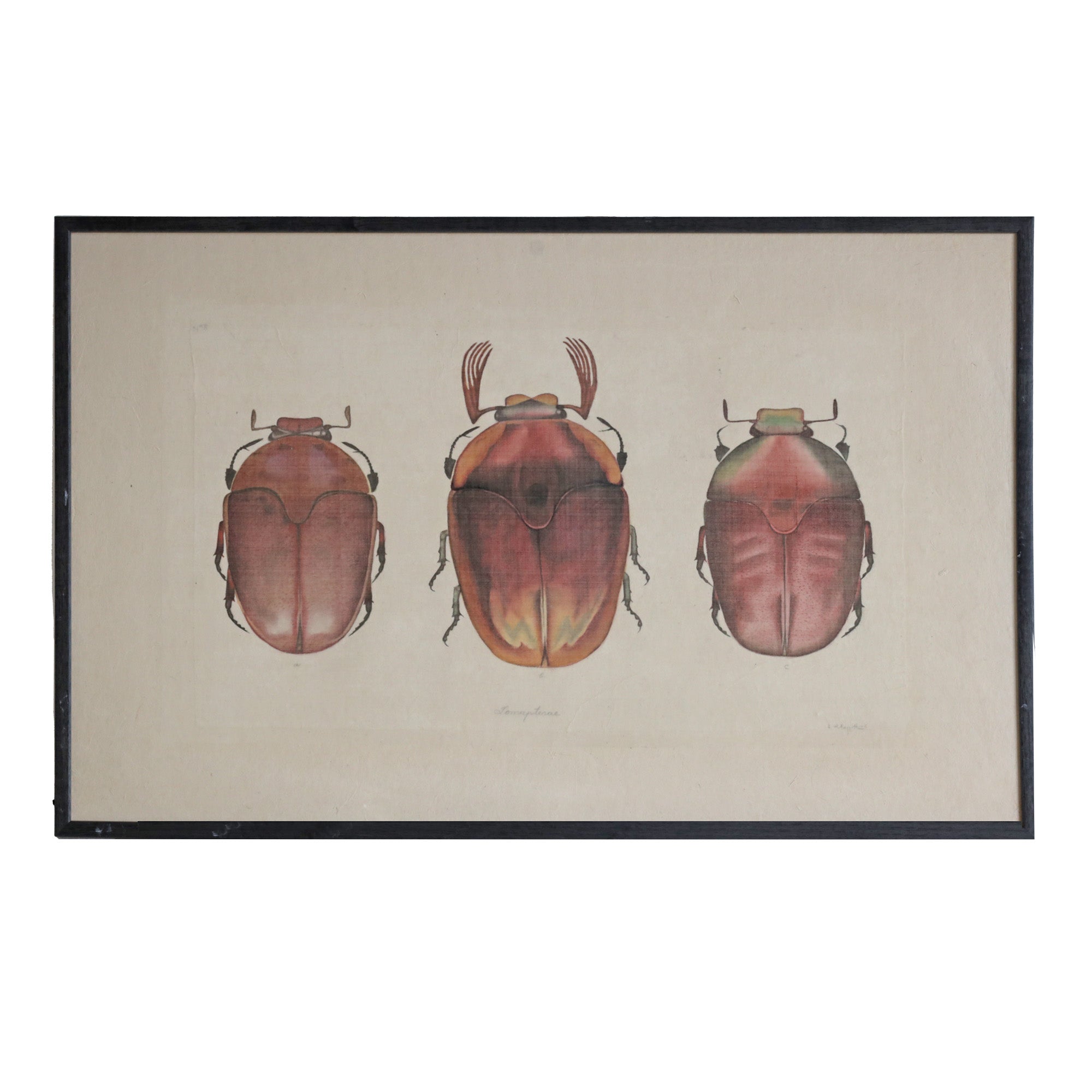 Red Beetles - Watercolour by L. R. Laffitte