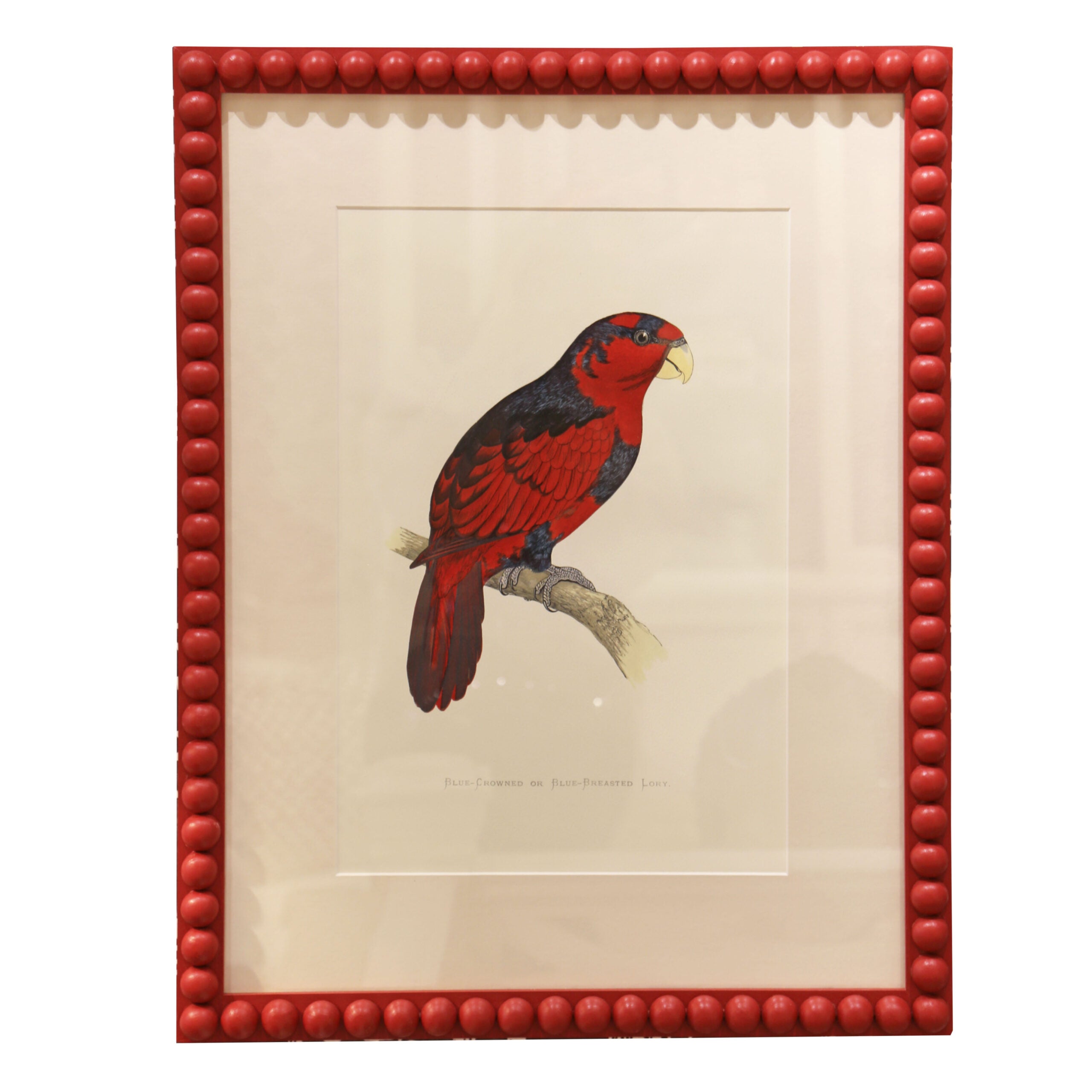 Blue Crowned Lory - Red Frame