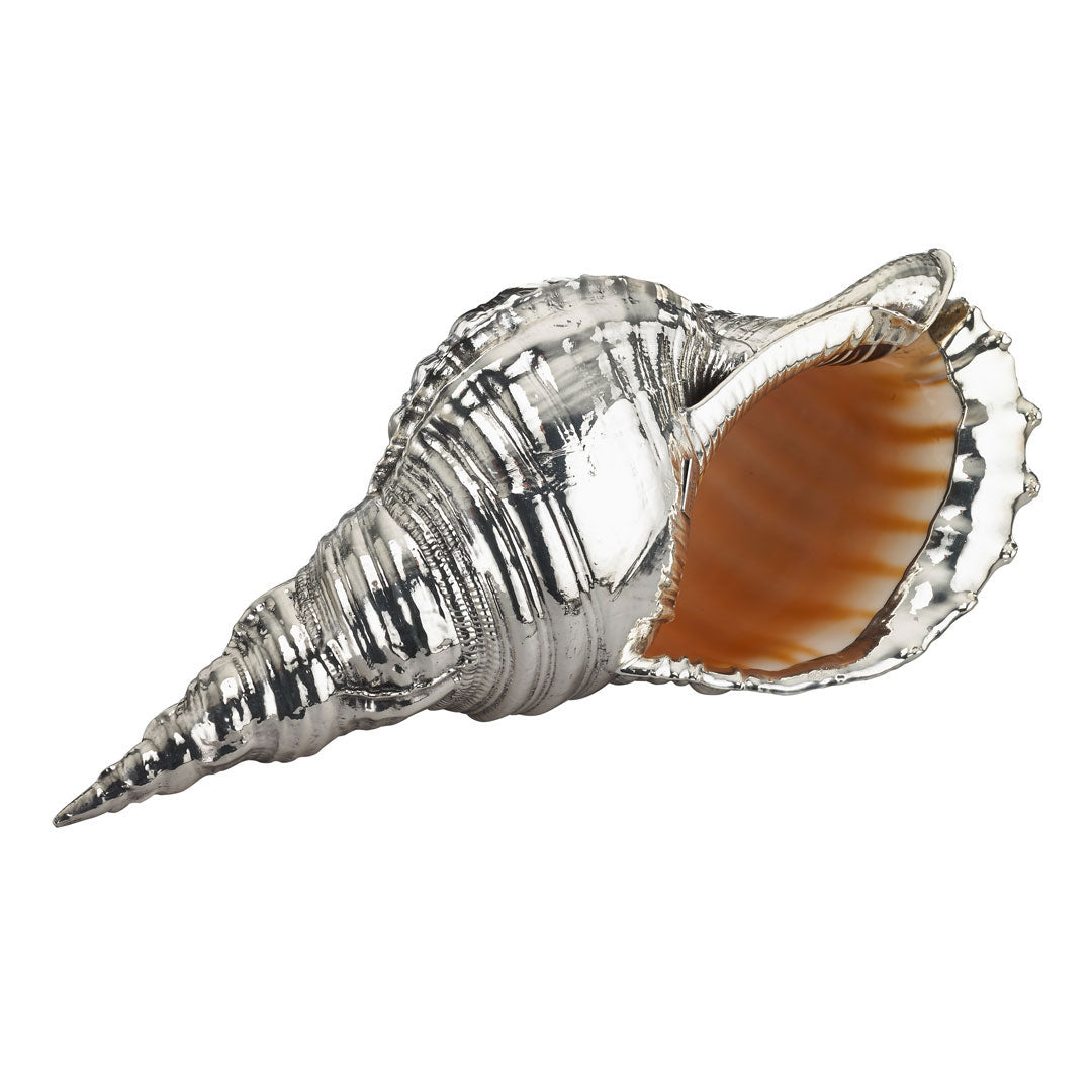 Charonia Shell