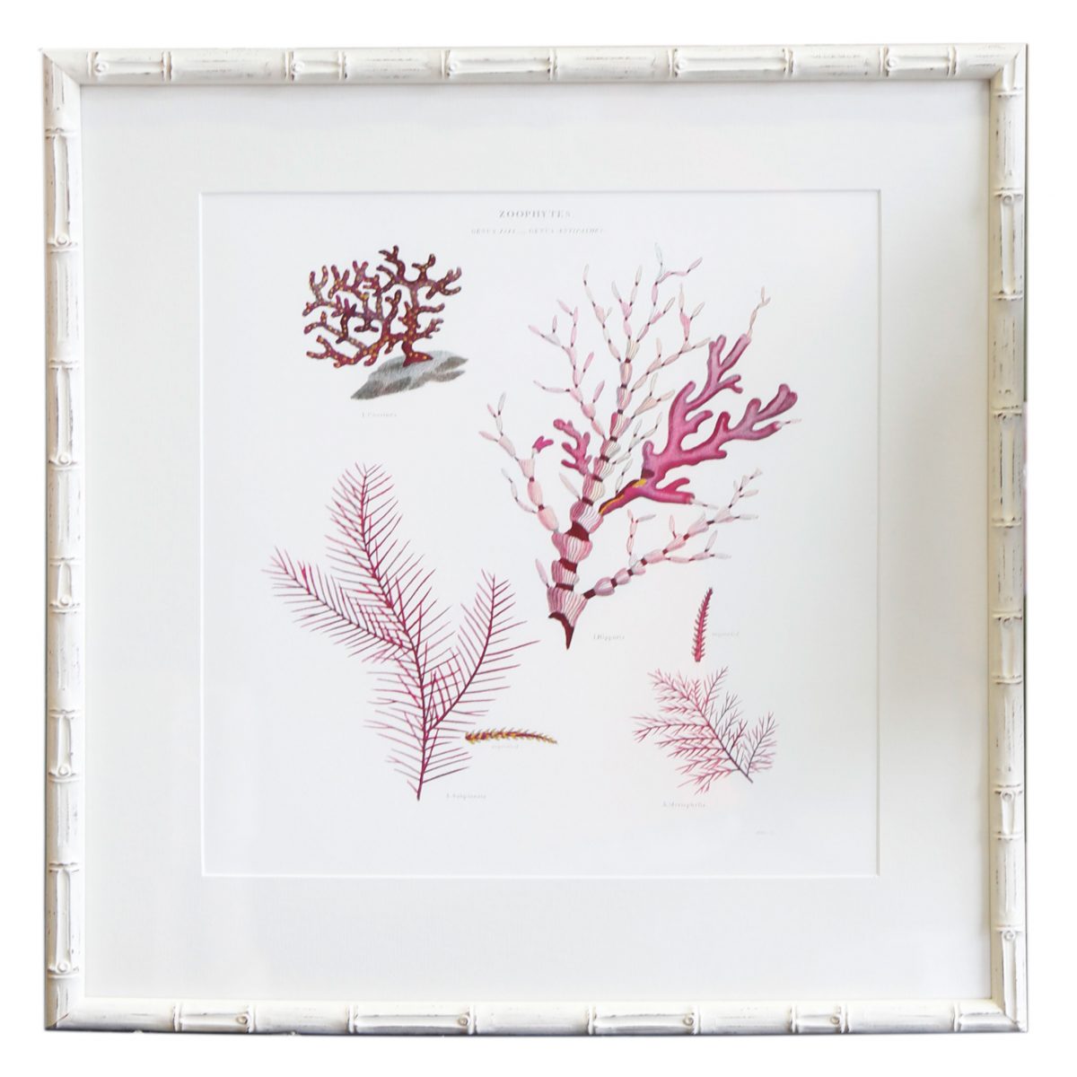 Coral-3-White-Bamboo-Frame-1200&#215;1200