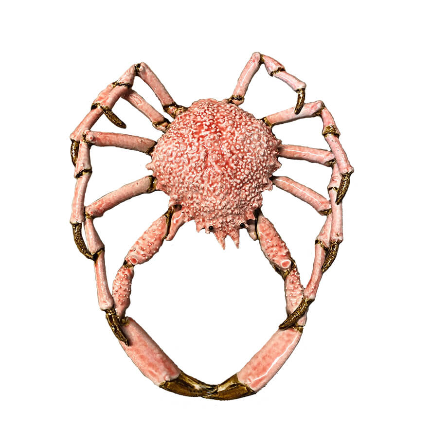 Crustacian &#8211; Spider Crab Cut
