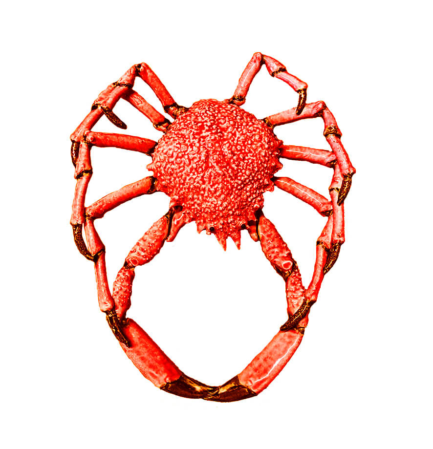 Crustacian &#8211; Spider Crab Red