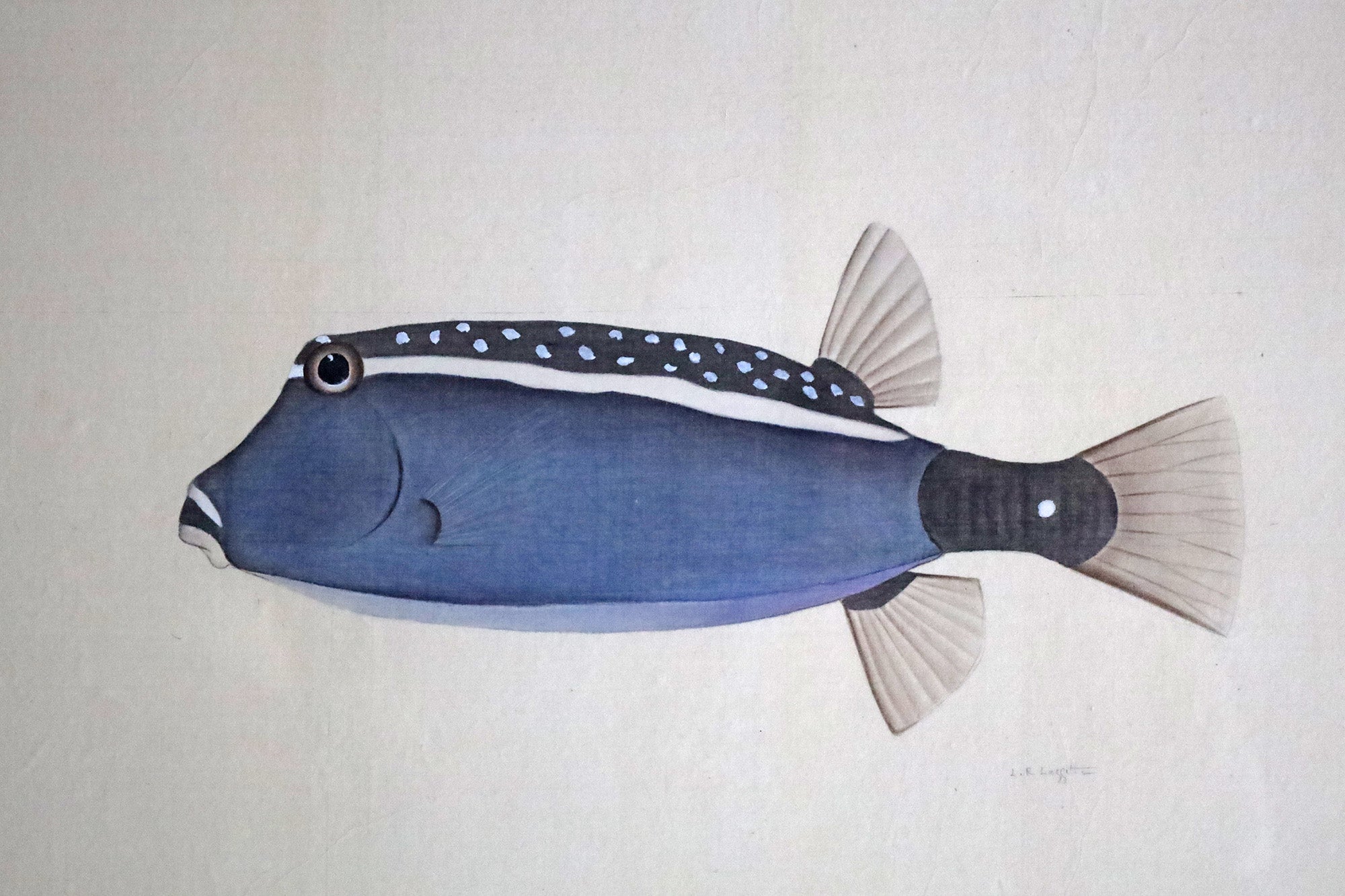 Blue Fish - Watercolour by L. R. Laffitte
