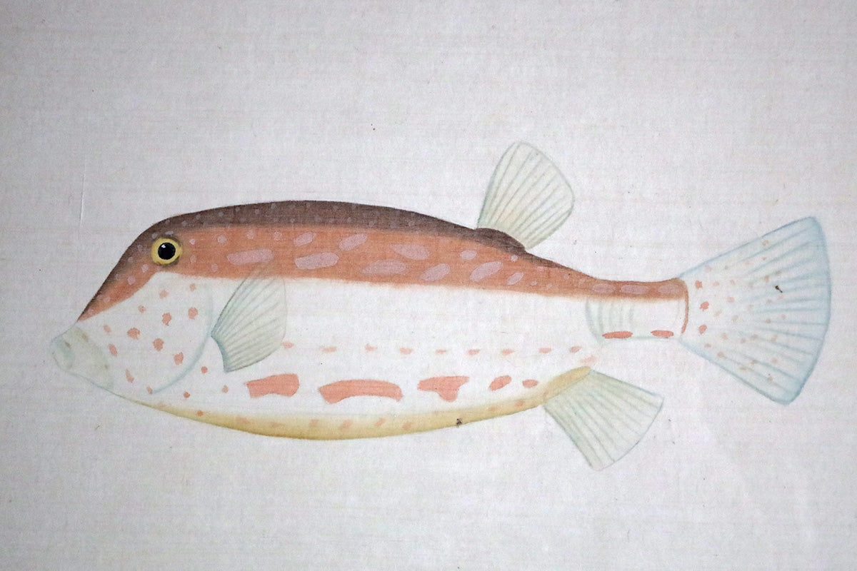 Red and White Fish - Watercolour by L. R. Laffitte