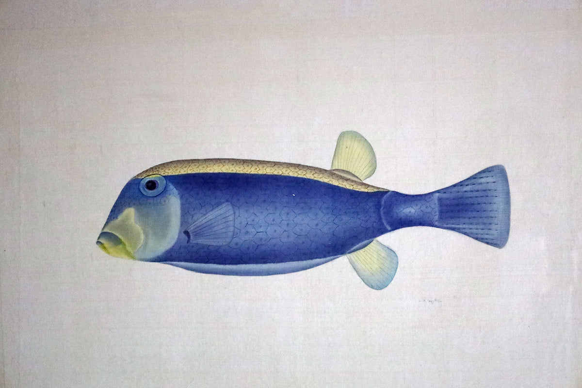 Blue and Yellow Tang Fish - Watercolour by L. R. Laffitte