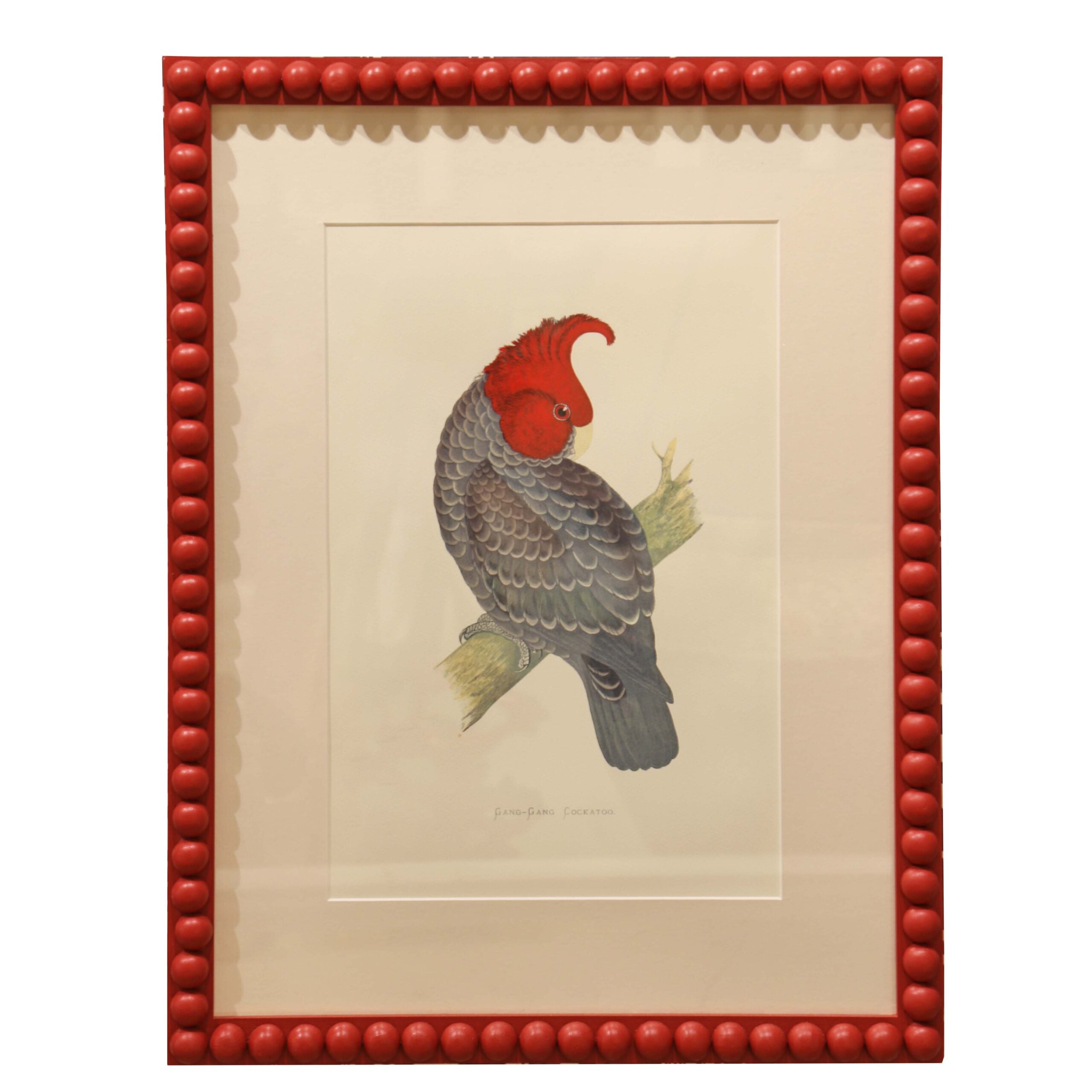 Gang Gang Cockatoo - Red Frame