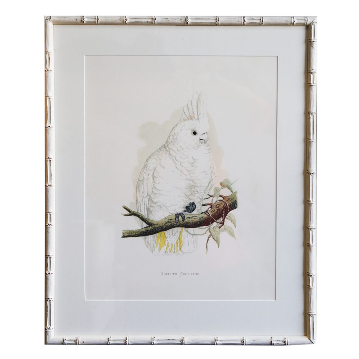 Goffins-Cockatoo-White-Bamboo-Frame-1200&#215;1200