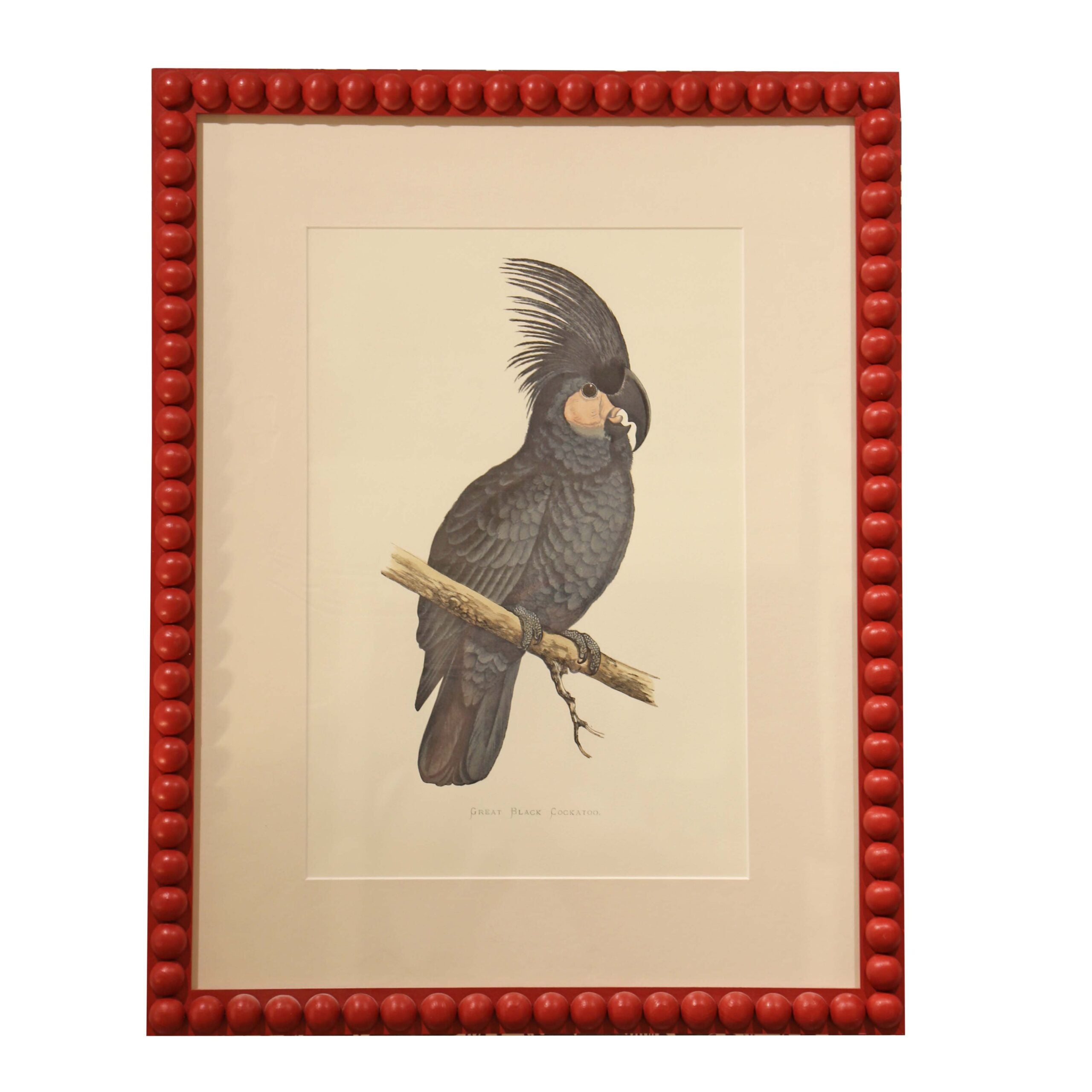 Great Black Cockatoo - Red Frame