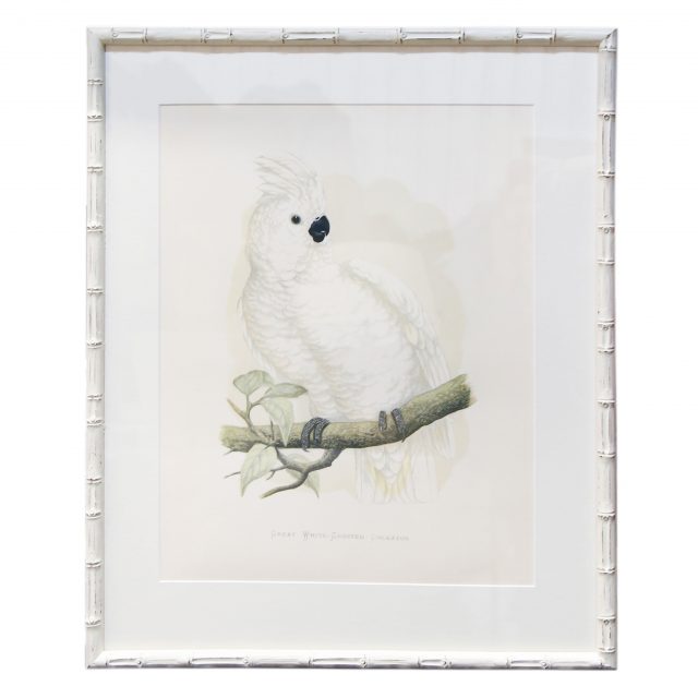 Great-White-Crested-Cockatoo-White-Bamboo-Frame-640&#215;640