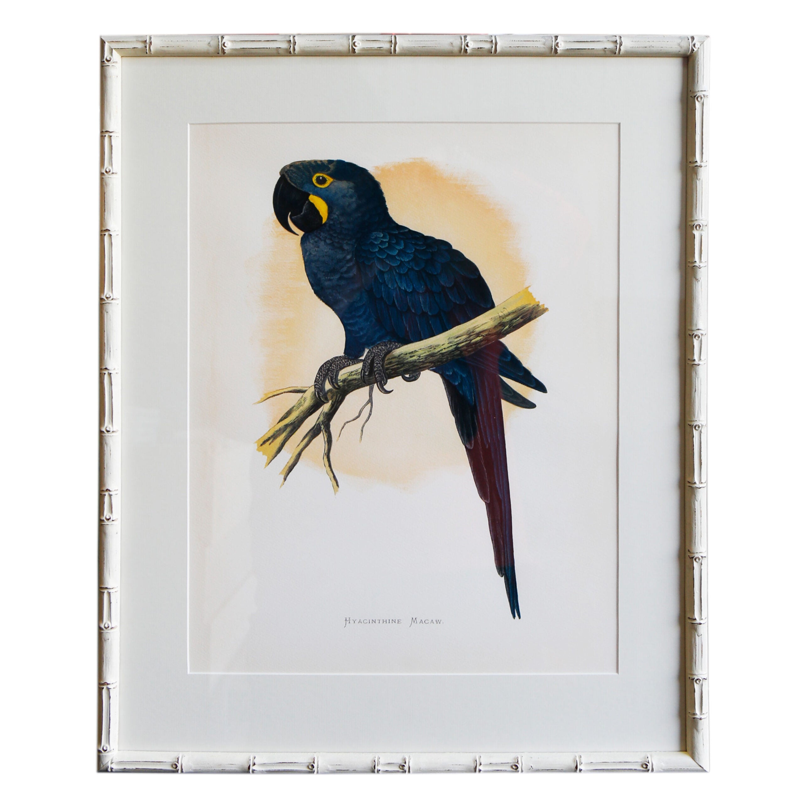 Hyacinth Macaw Artwork