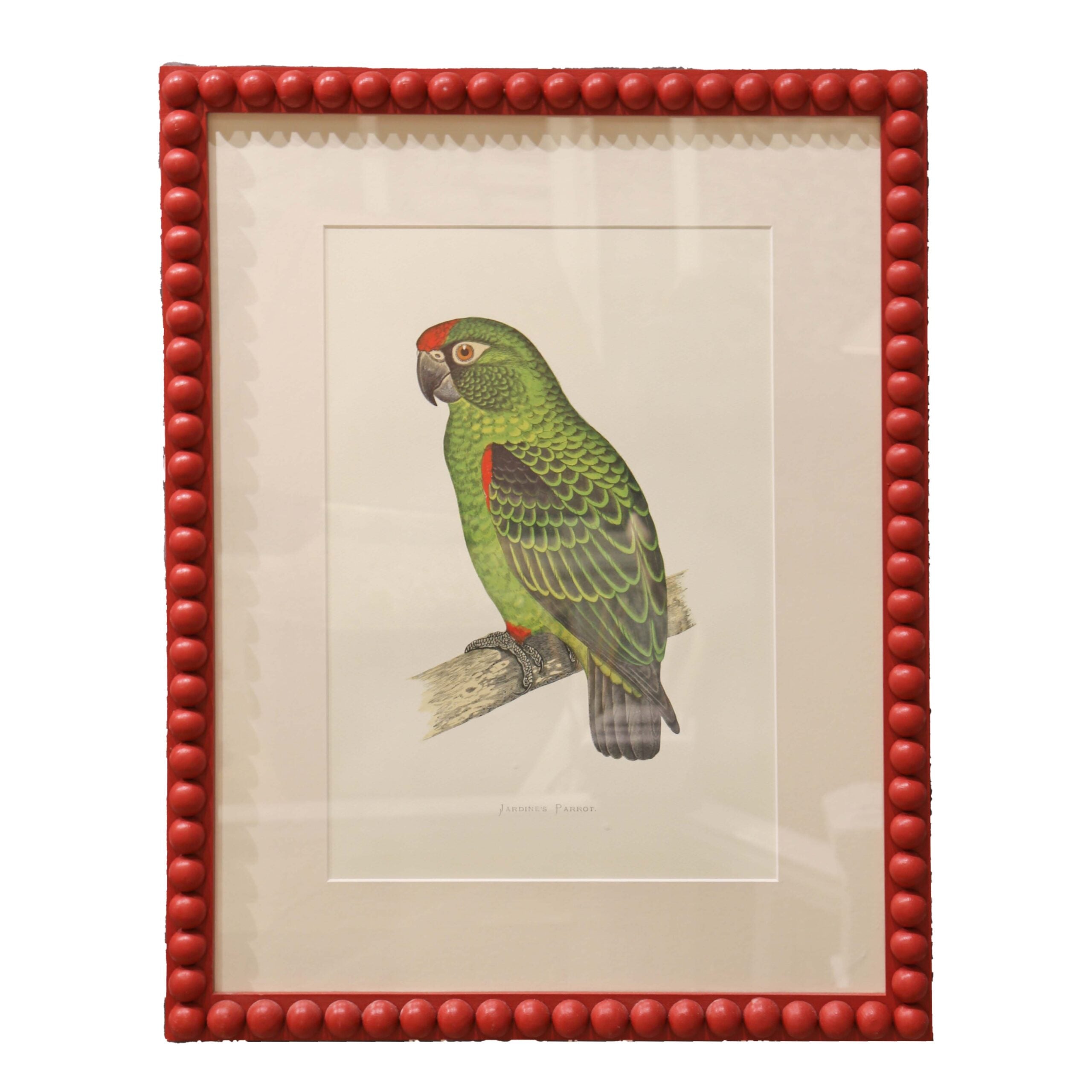 Jardine's Parrot - Red Frame