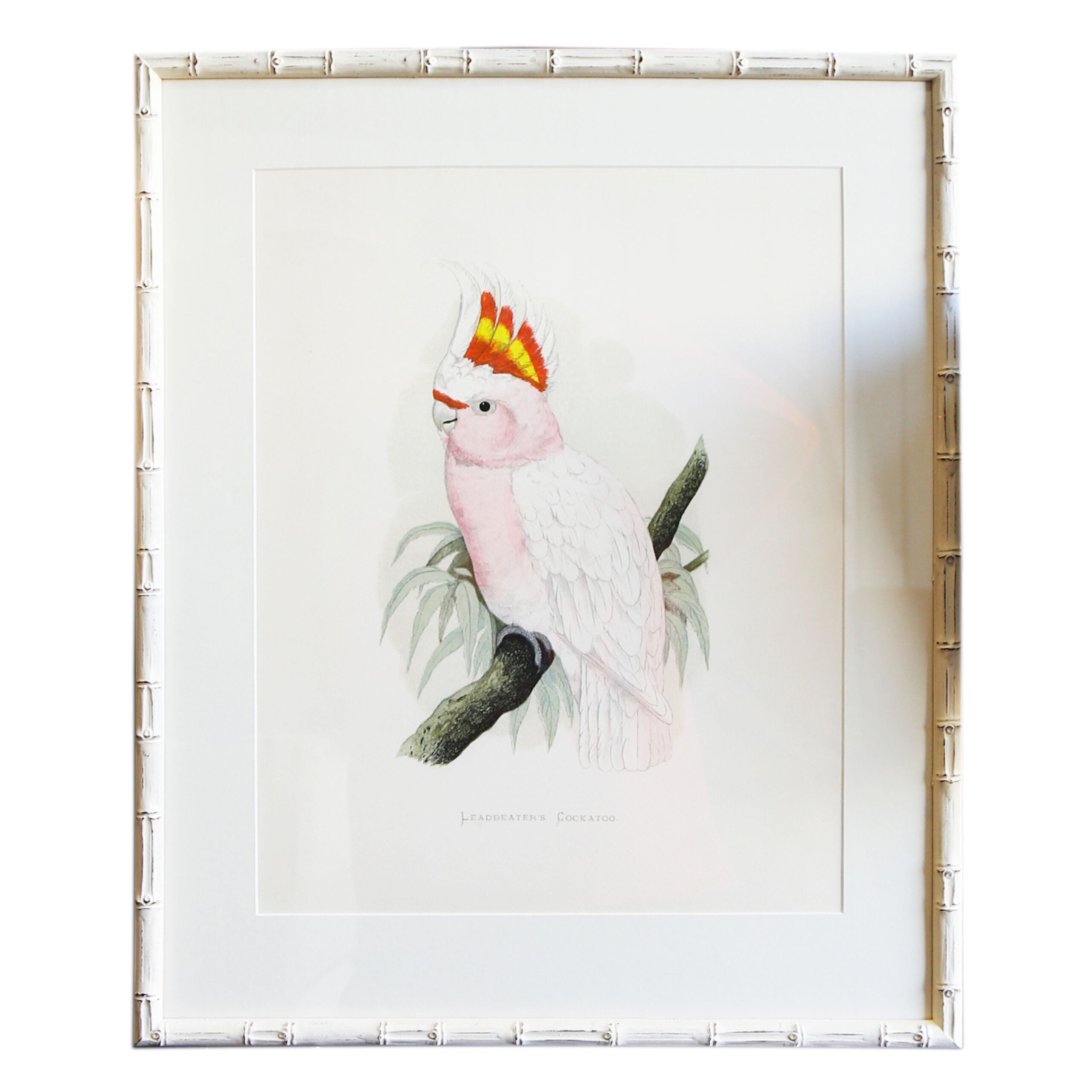 Leadbeater's Cockatoo Artwork