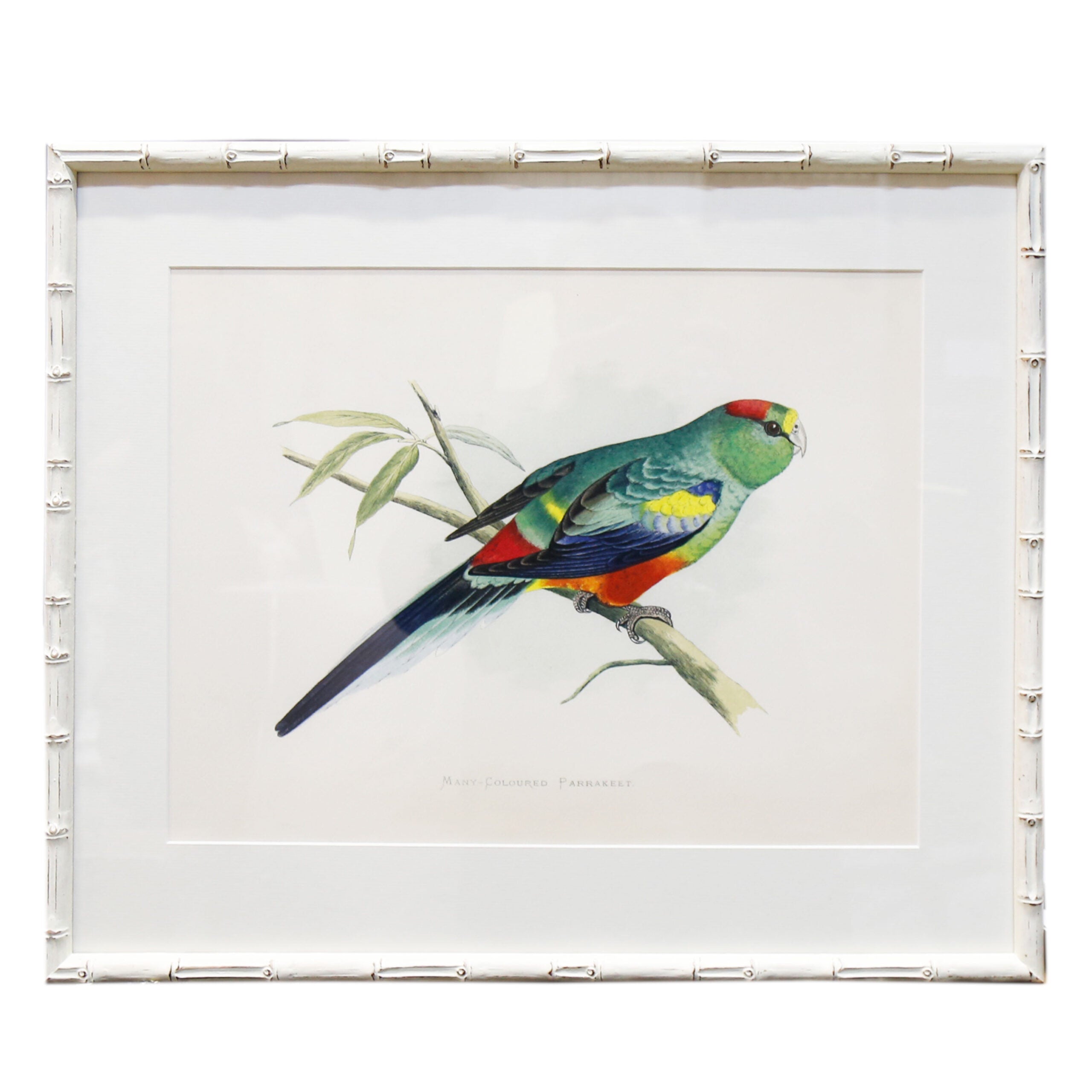 Many-Coloured Parakeet Artwork