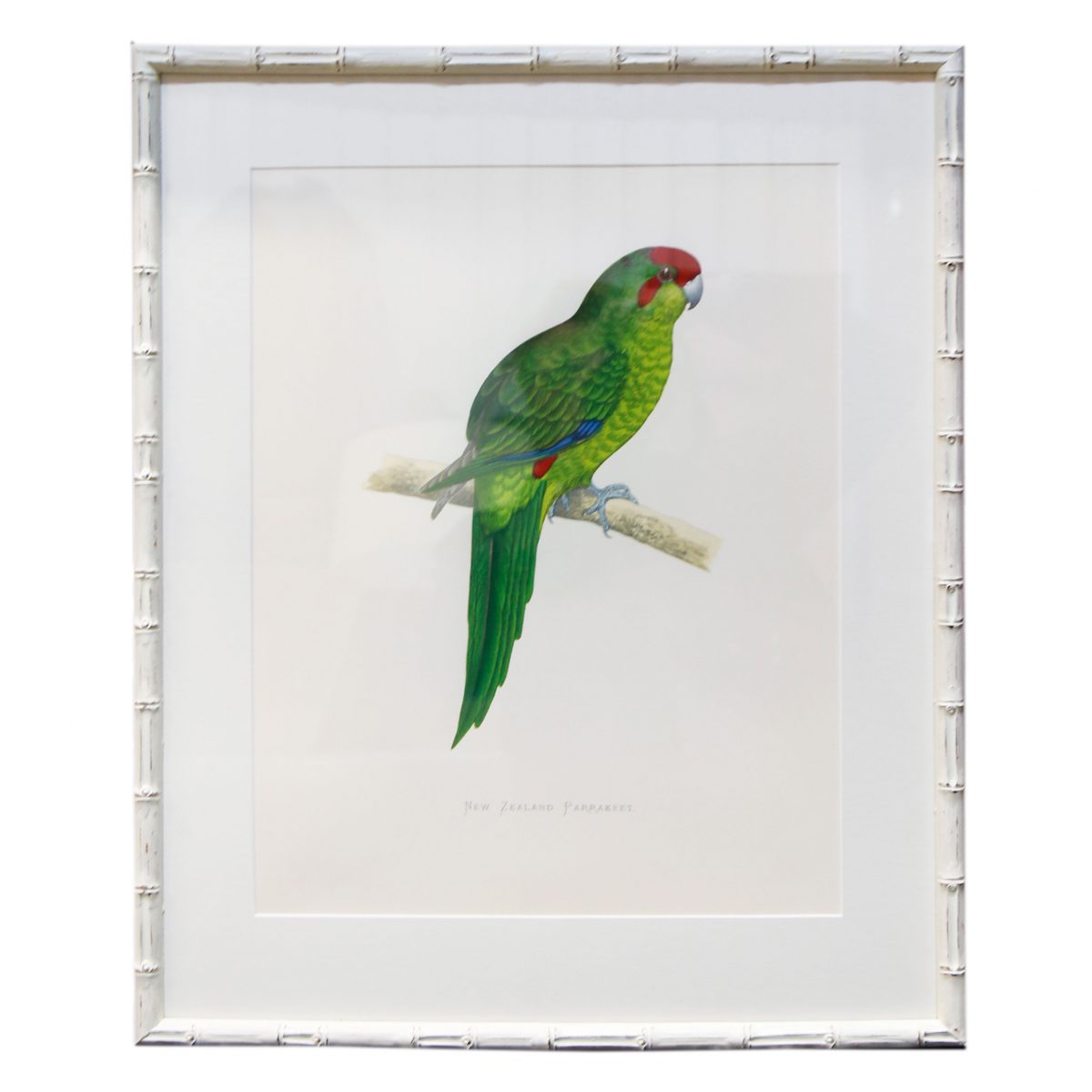 New-Zealand-Parakeet-White-Bamboo-Frame-1200&#215;1200