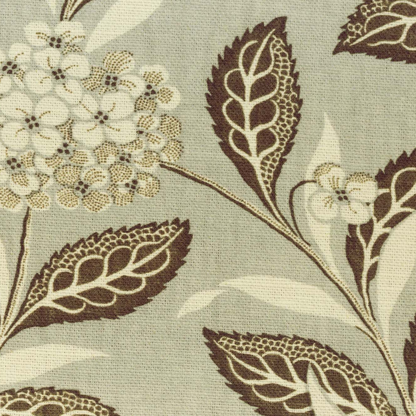 Ortensia - Brown on Celadon