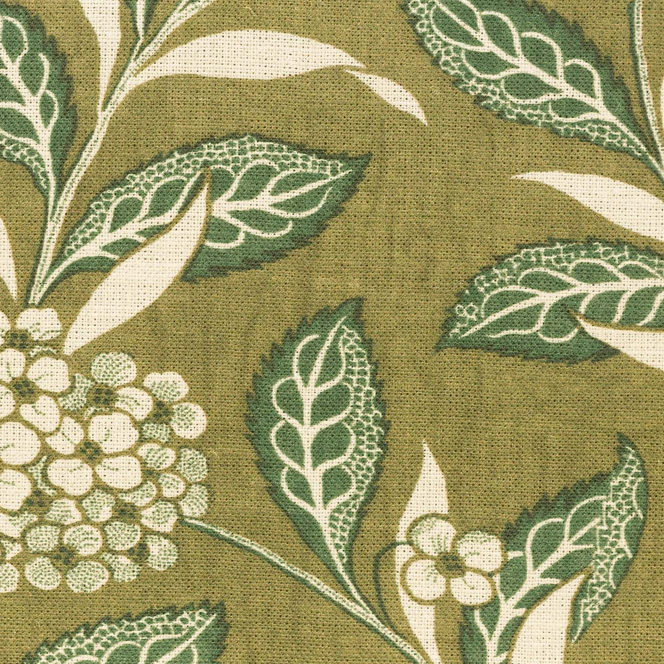 Ortensia - Sage on Olive
