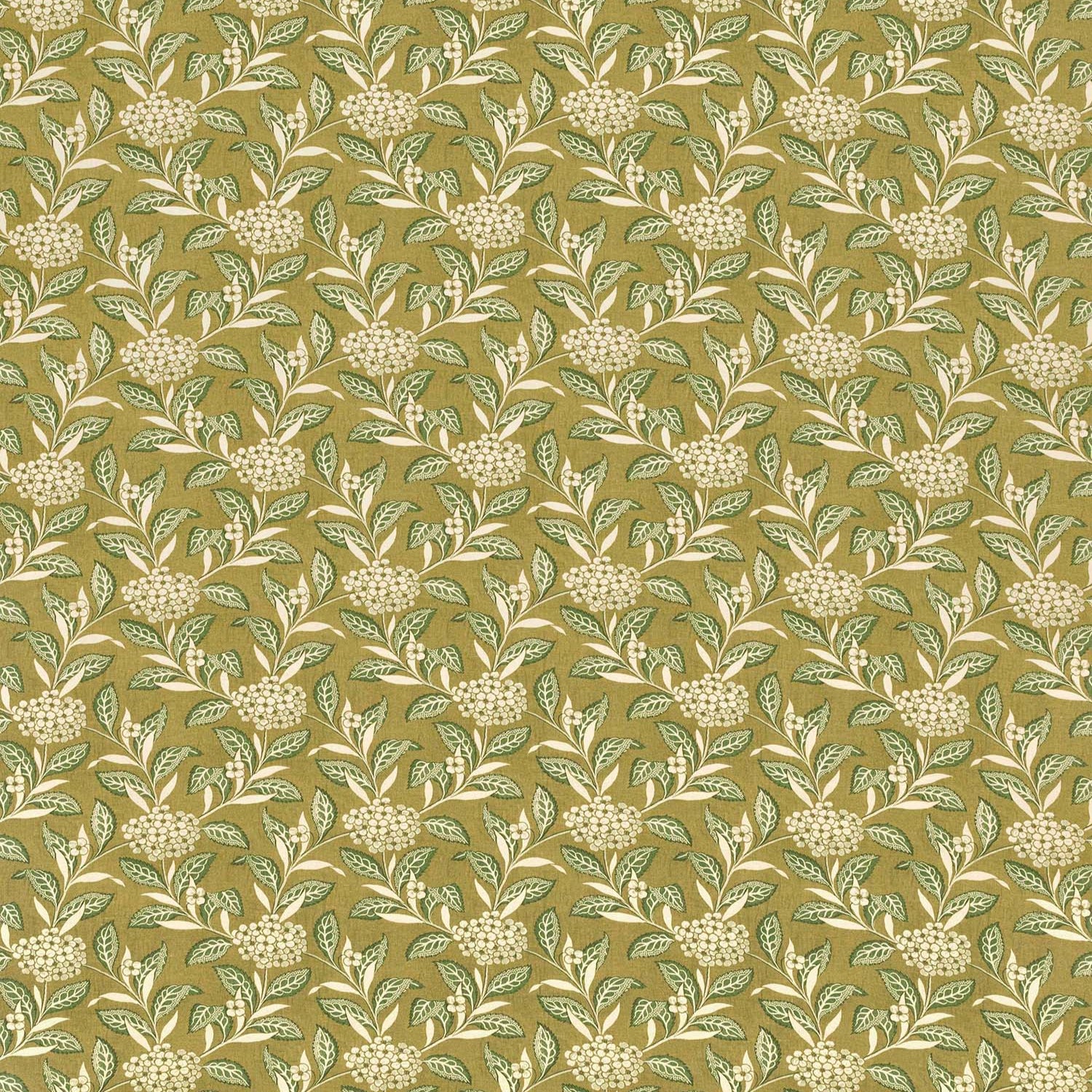 Ortensia - Sage on Olive